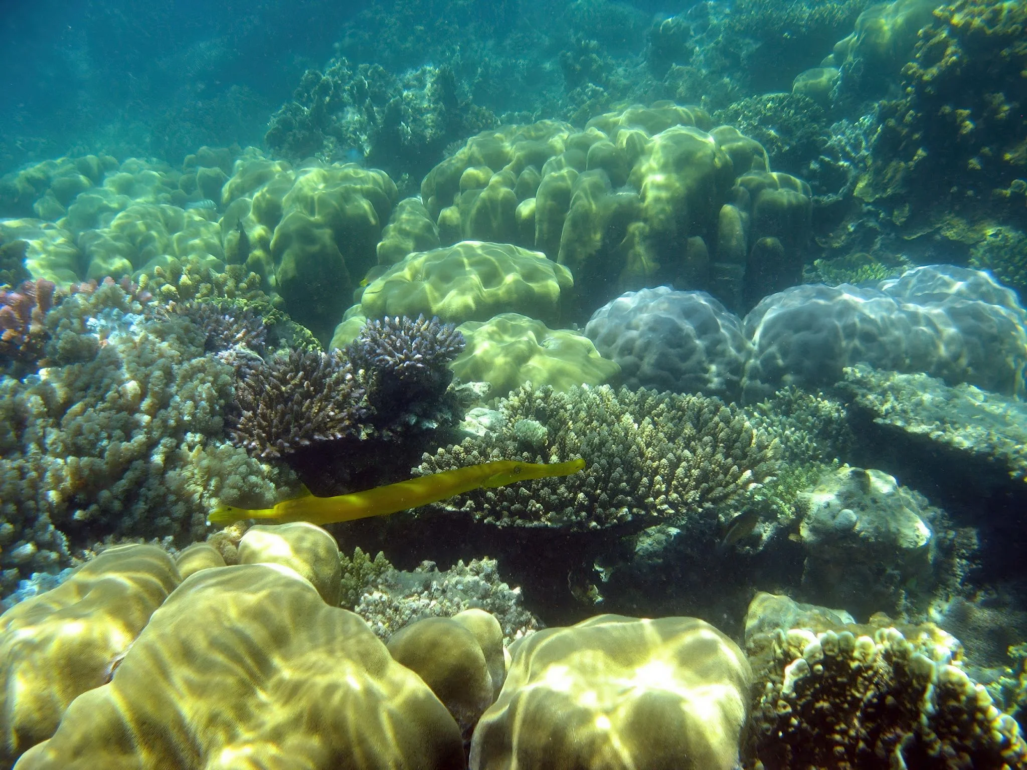 Mnazi Bay - Ruvuma Estuary Marine Park – photo 10