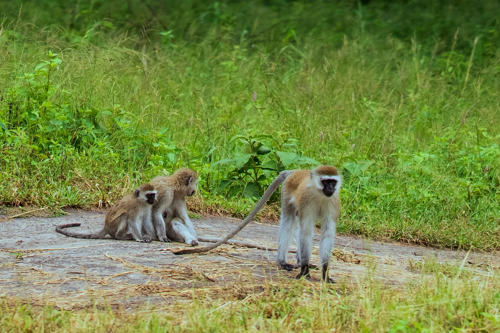 Vervet monkeys sitting along a dirt road with green savannah vegetation in the background.