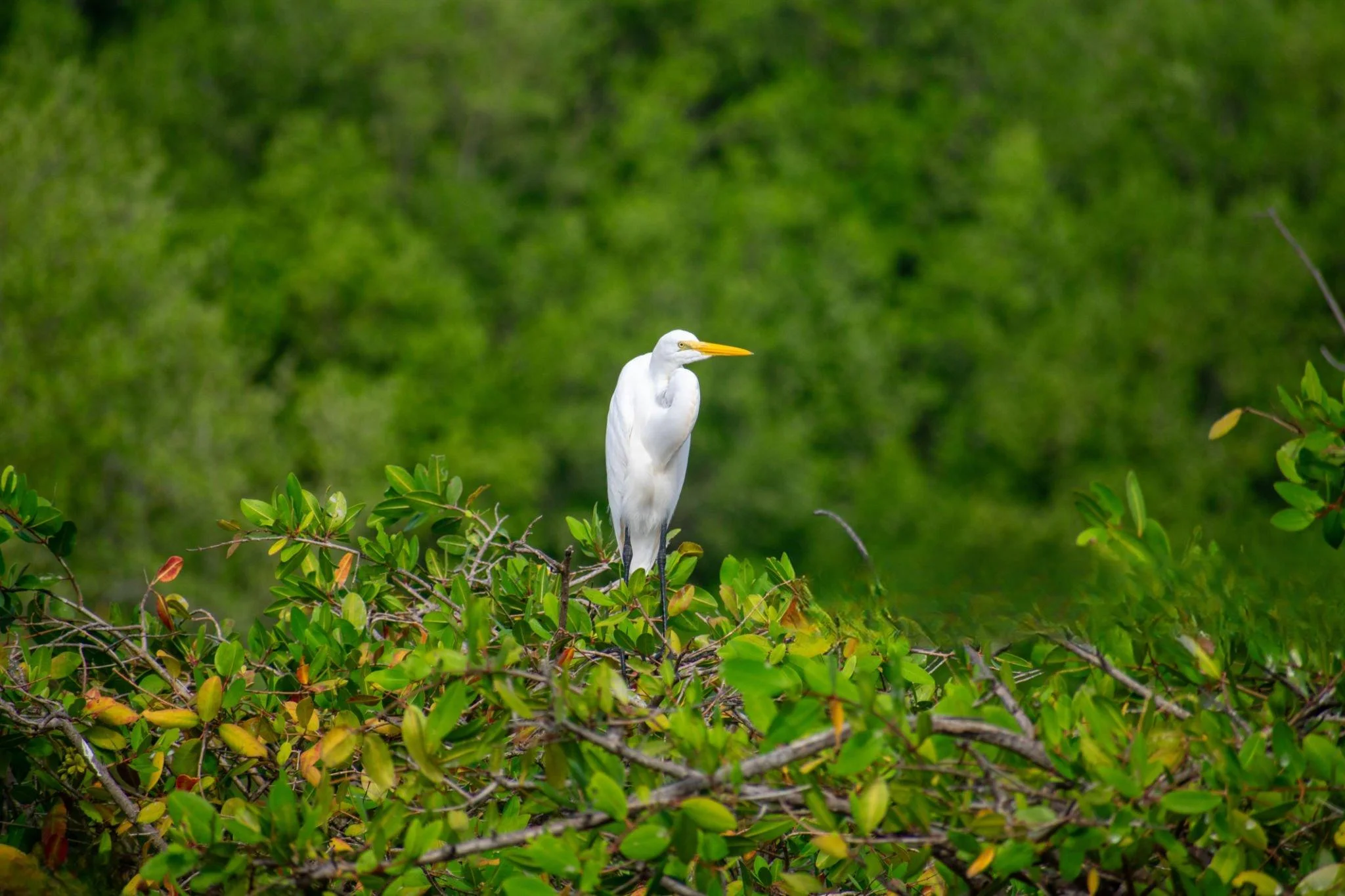 Ulenge Island Marine Reserve – photo 3