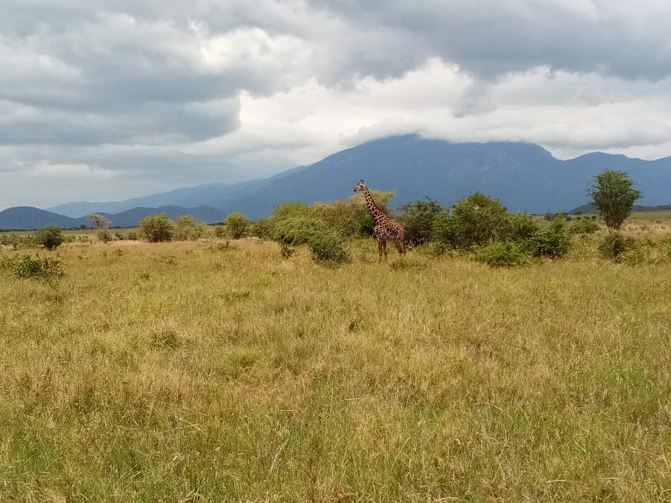Mkomazi National Park – photo 5