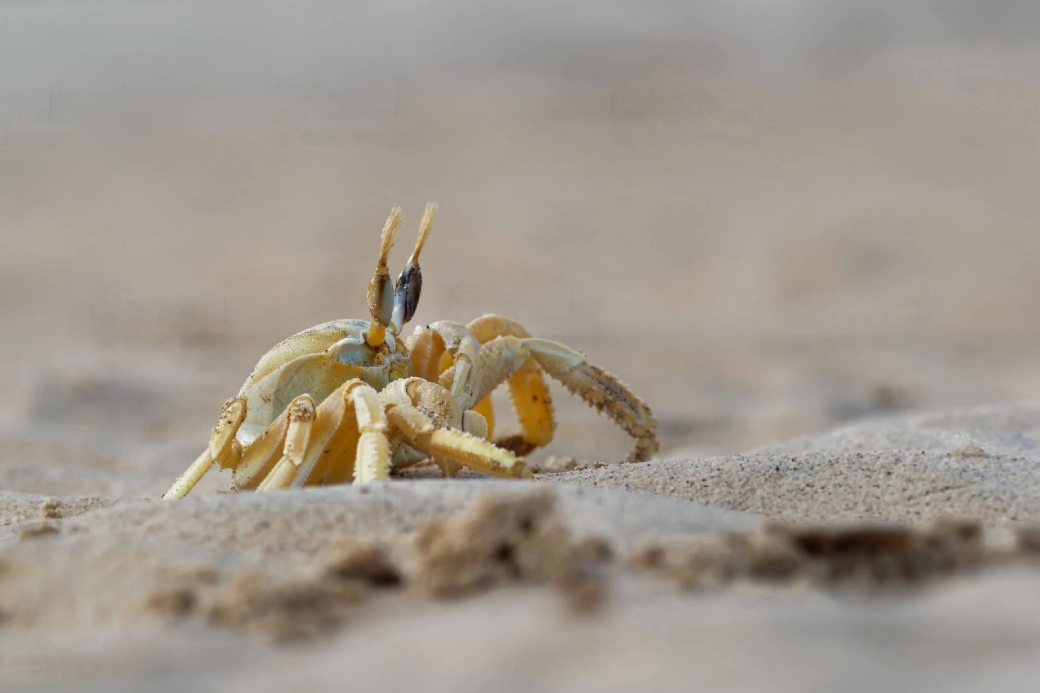 Mbudya Island Marine Reserve – photo 22