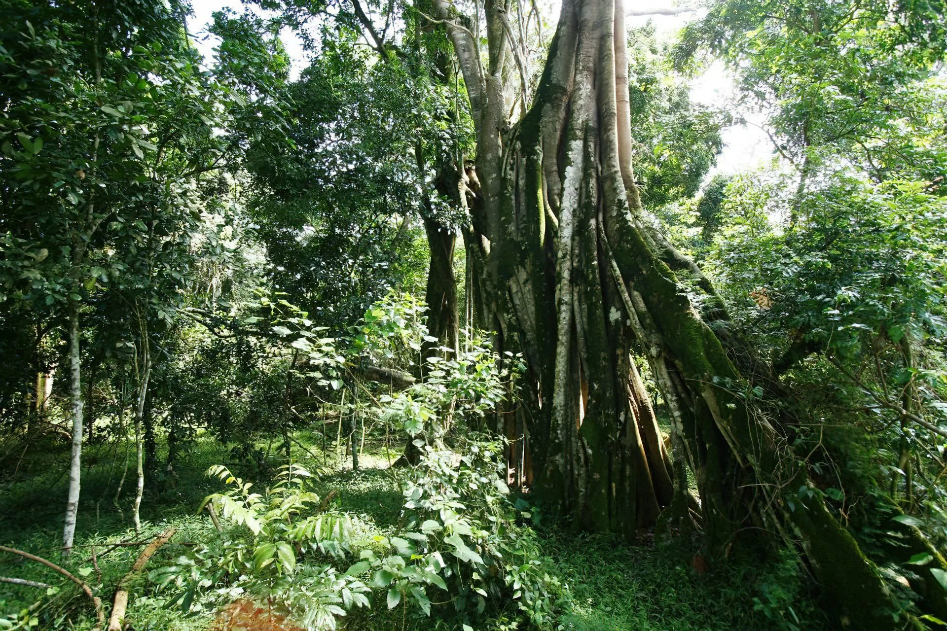 Rubondo Island National Park – photo 20