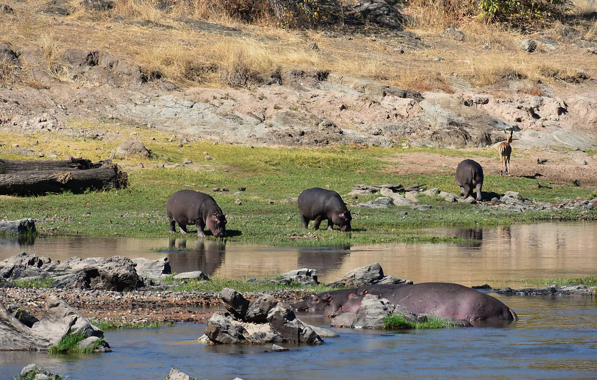 Group of hippos resting along a rocky riverbank in Ruaha National Park.