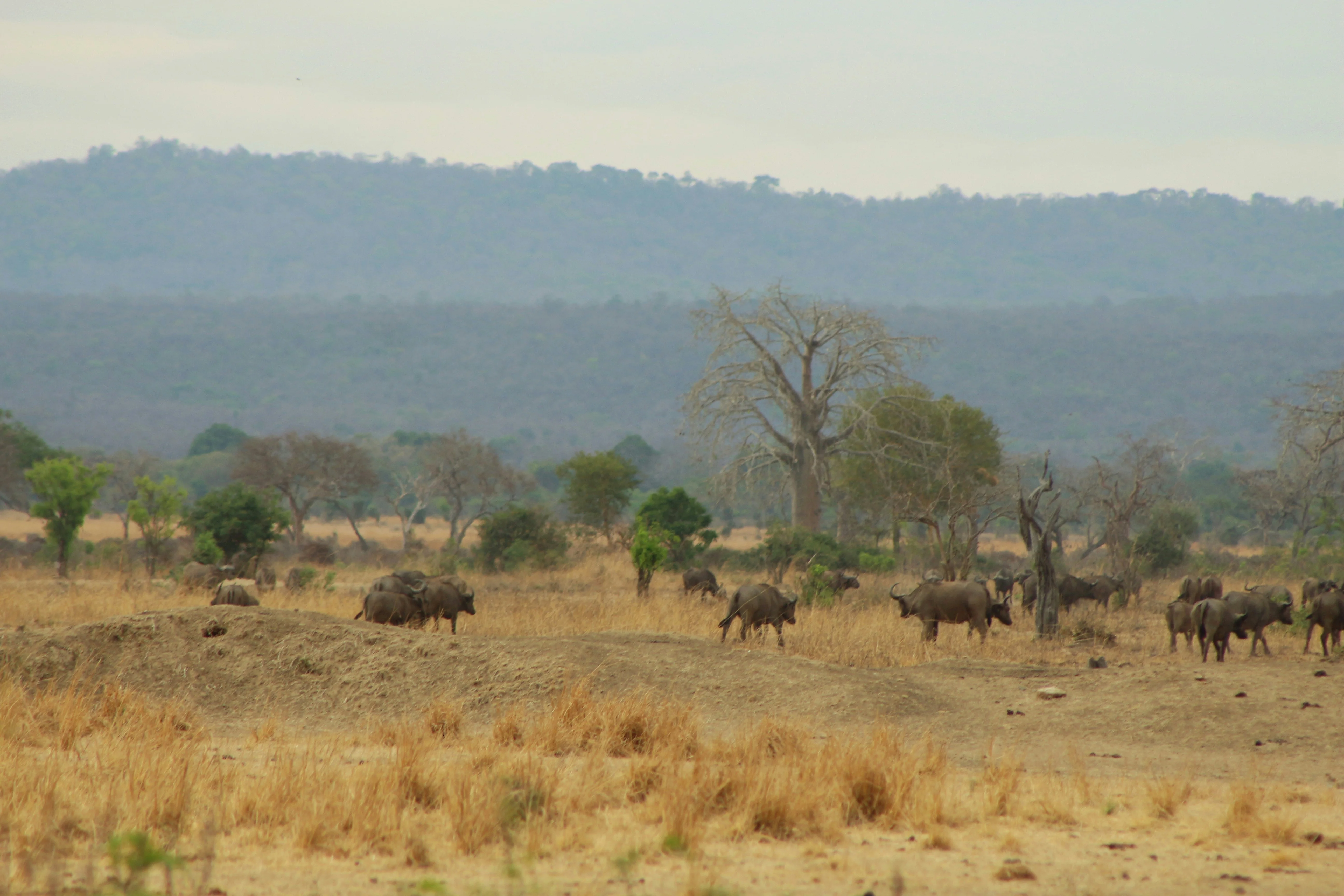 Mikumi National Park – photo 11