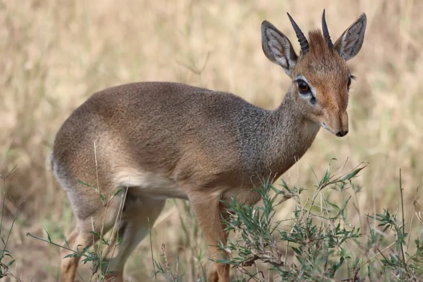 Central Serengeti