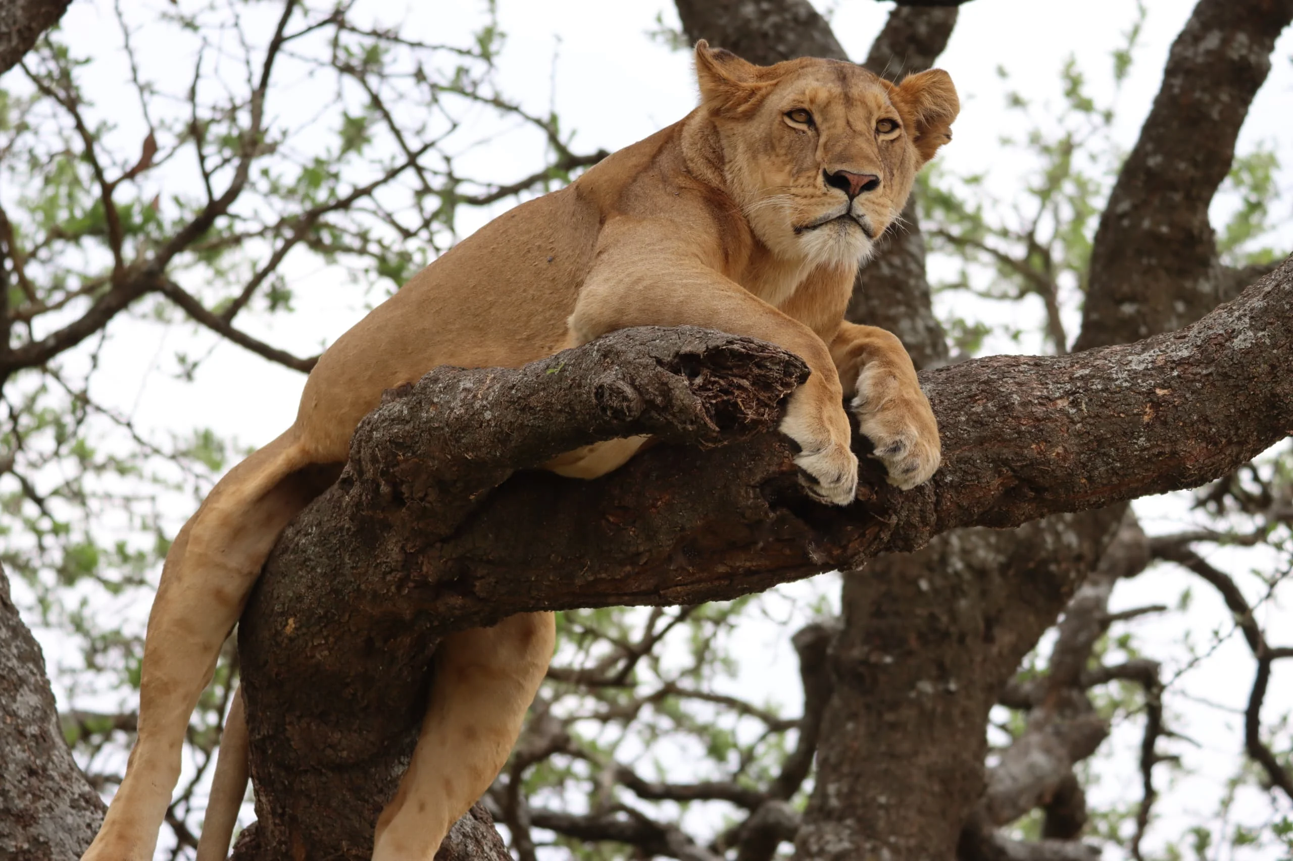 Central Serengeti
