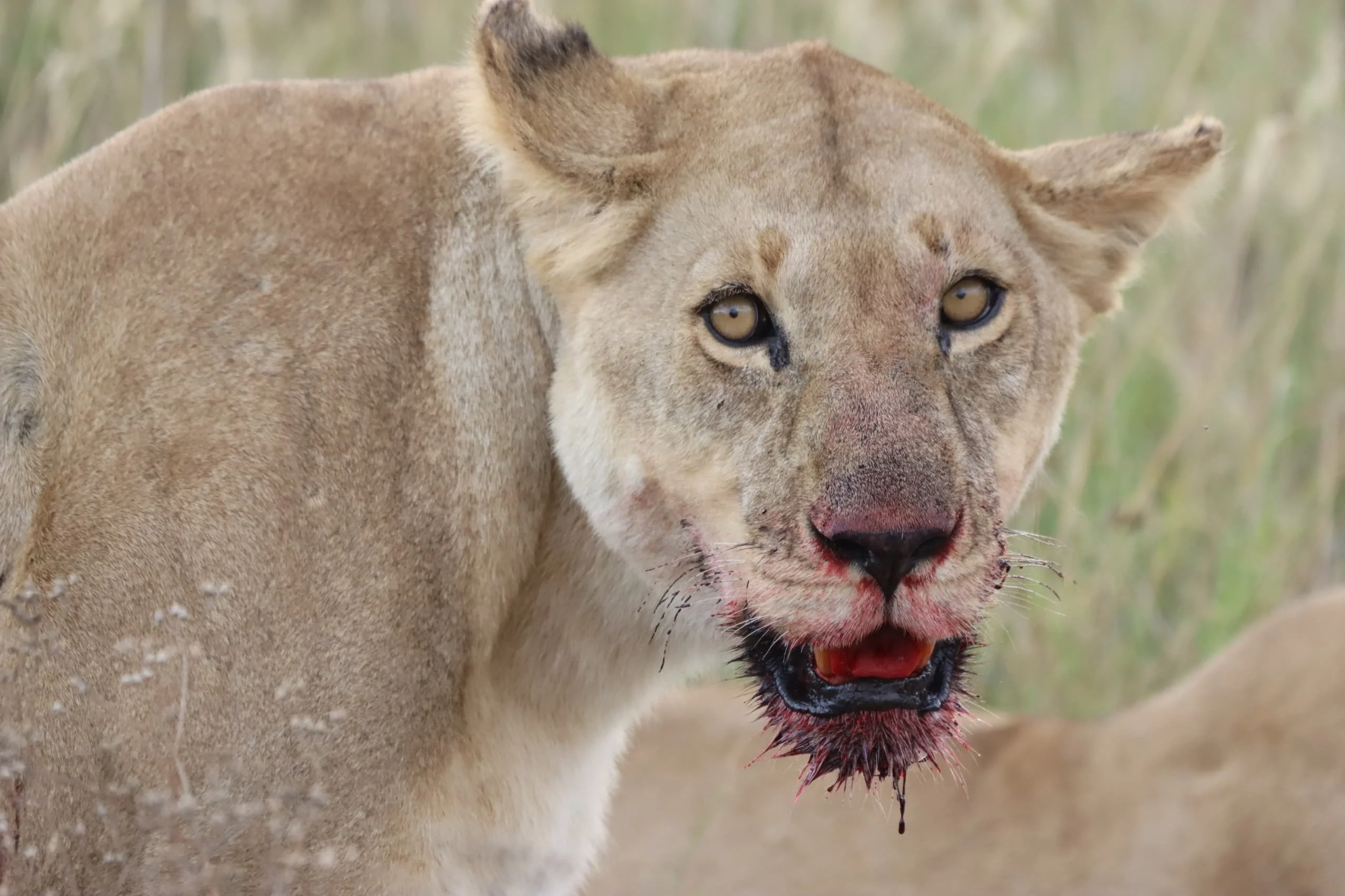 Serengeti National Park