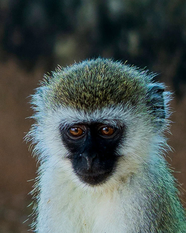Detailed portrait of a vervet monkey's face showcasing white facial fur and amber eyes.