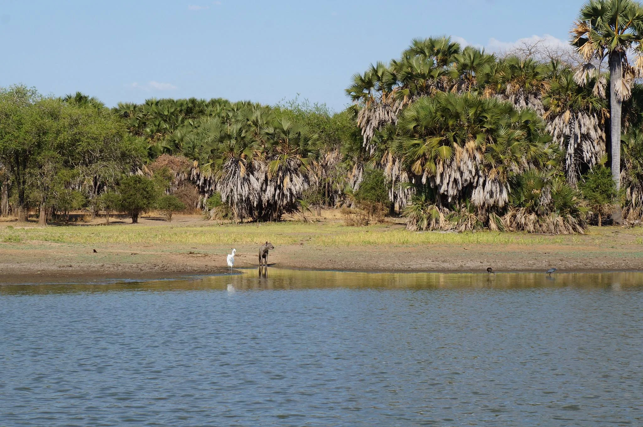 Nyerere National Park – photo 4