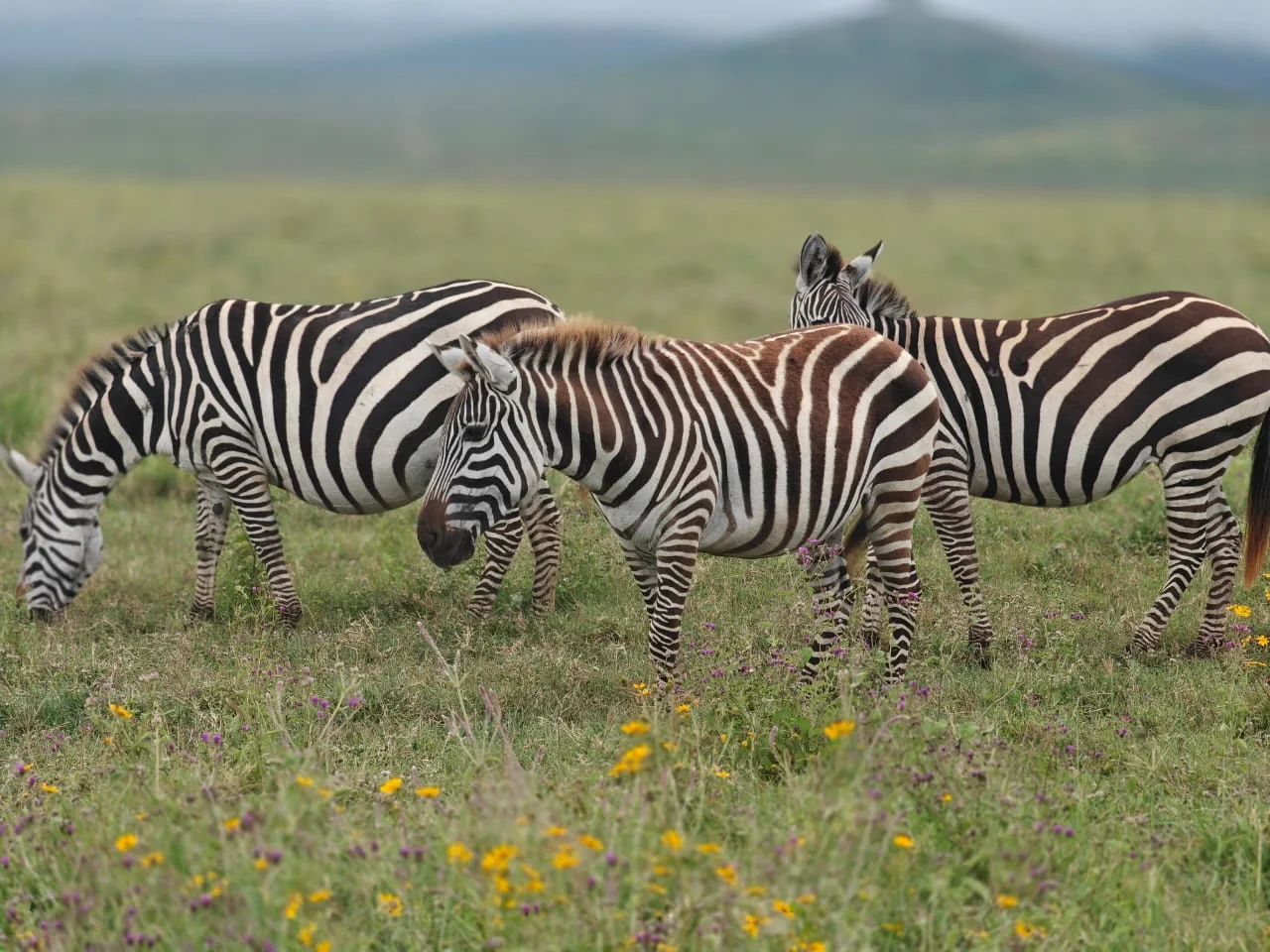 Central Serengeti