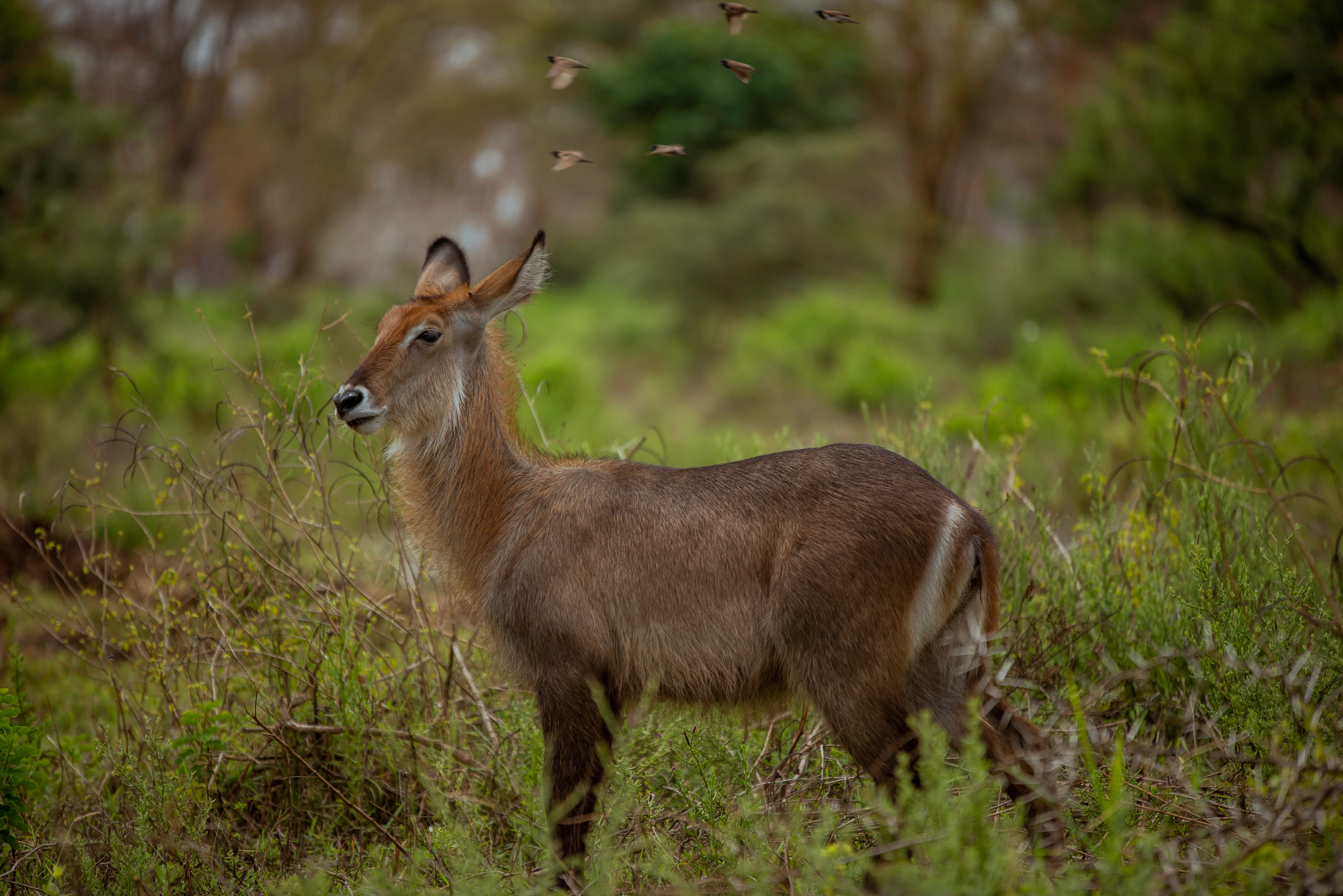 Serengeti National Park