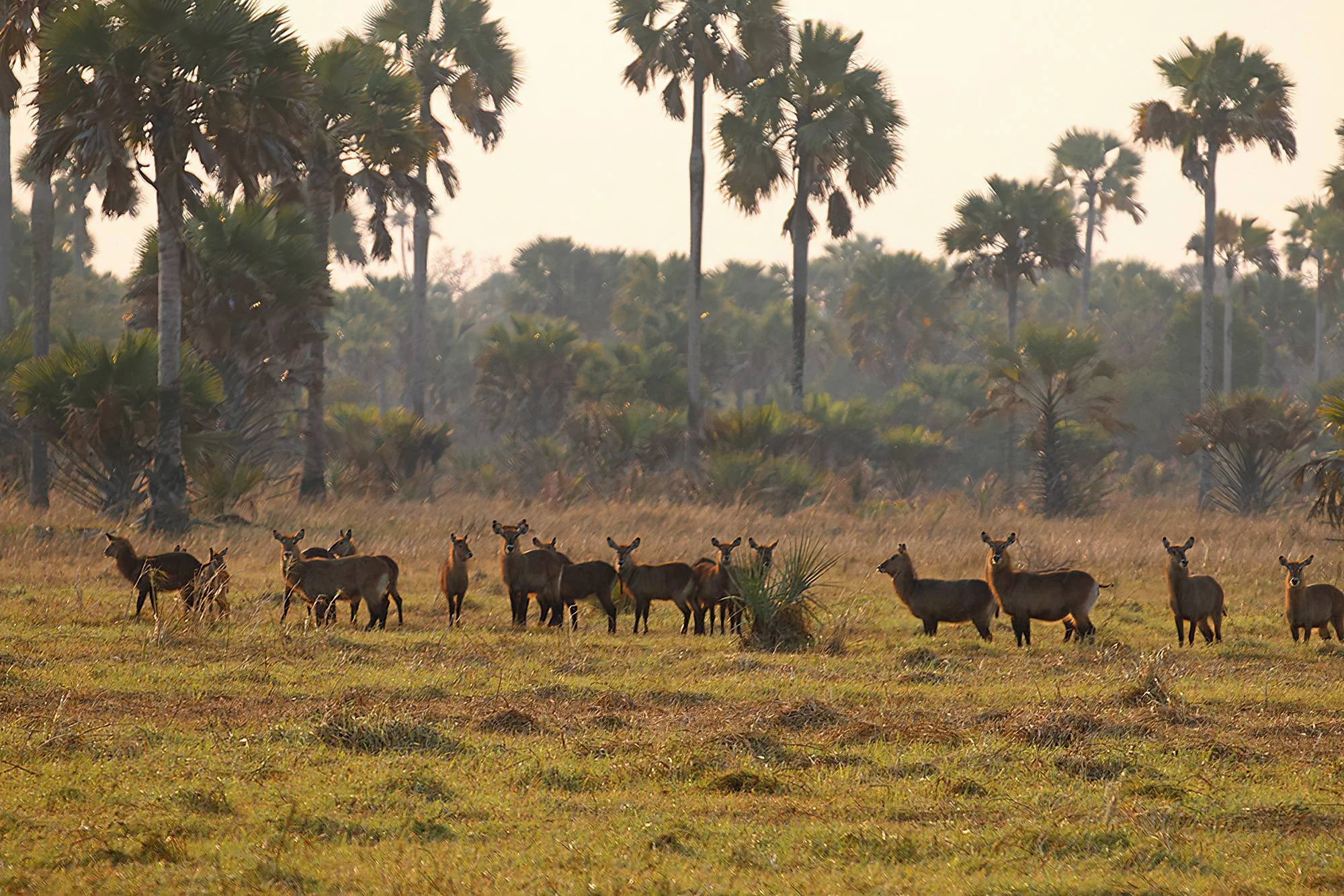 Katavi National Park – photo 20