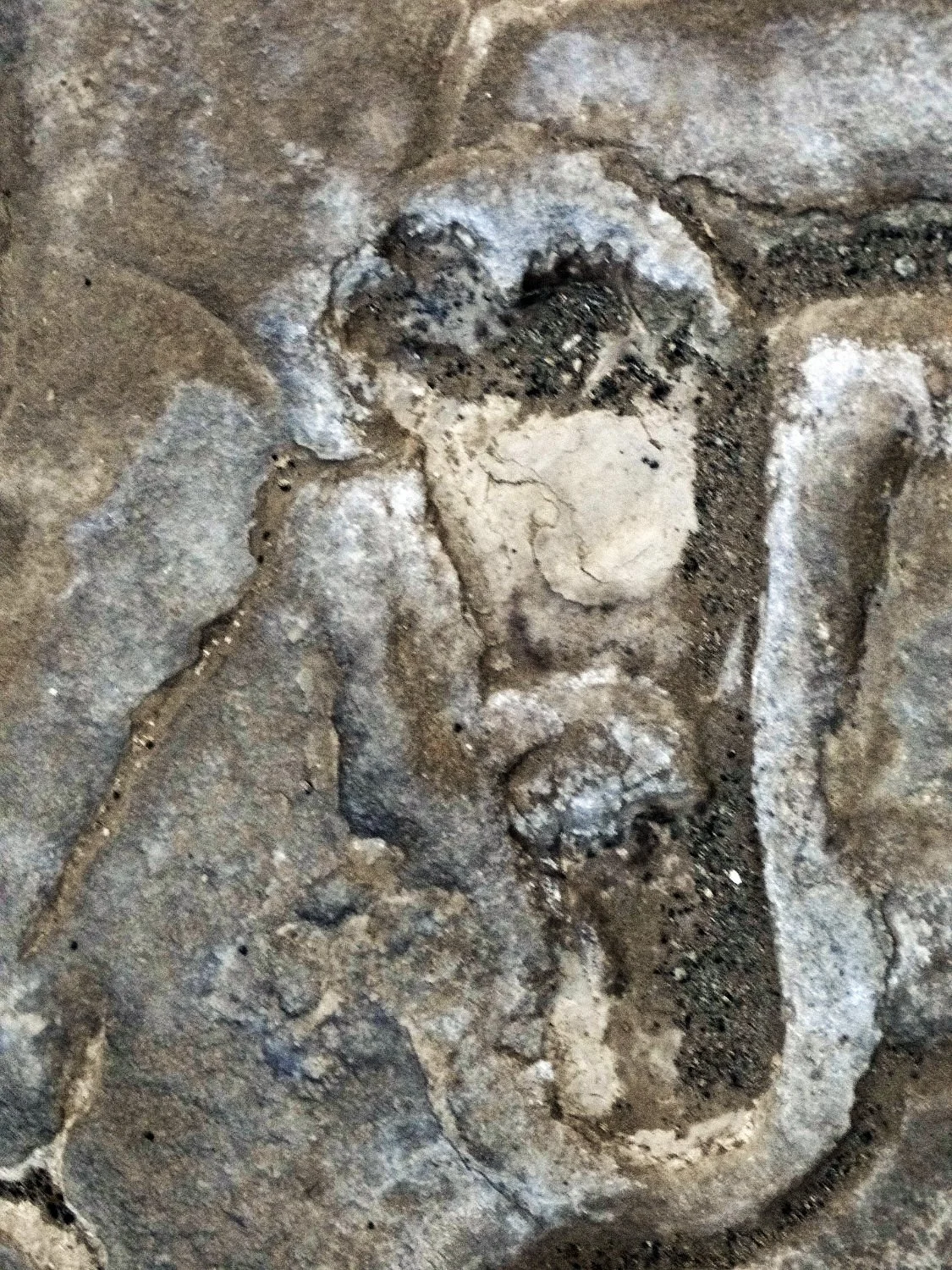 Top-down view of a preserved ancient human footprint fossil in volcanic ash mud at Engaresero, Tanzania.