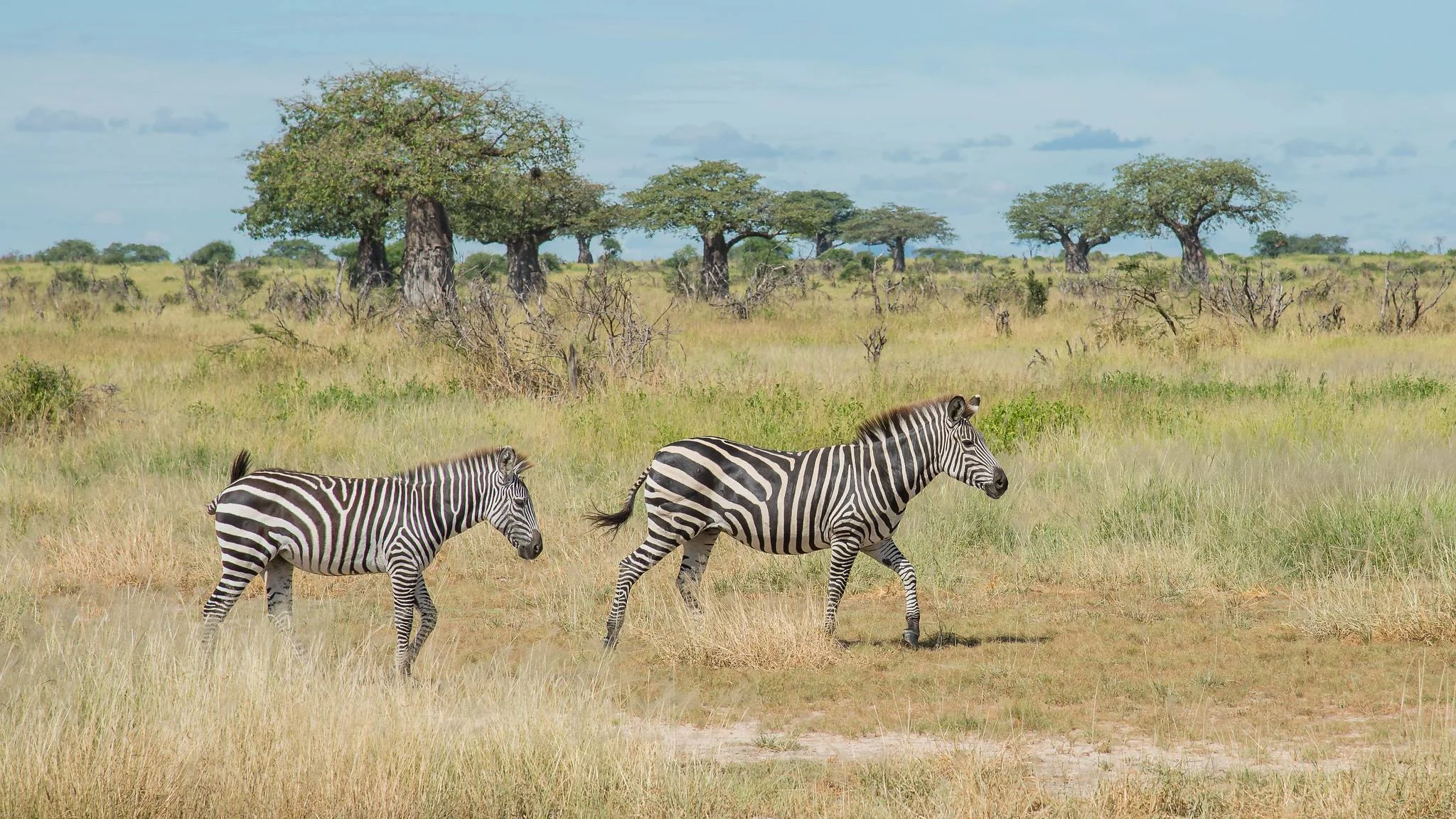 Ruaha National Park