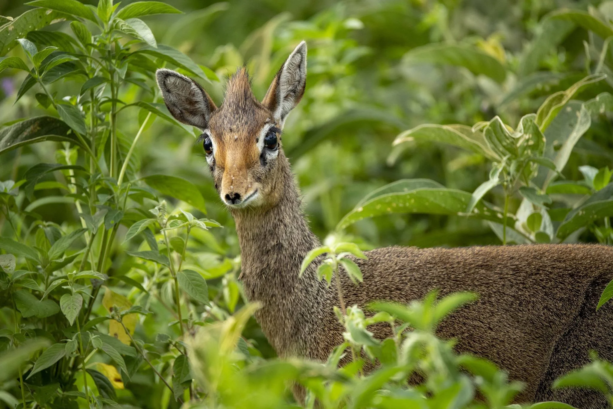 Ndutu Plains – photo 16