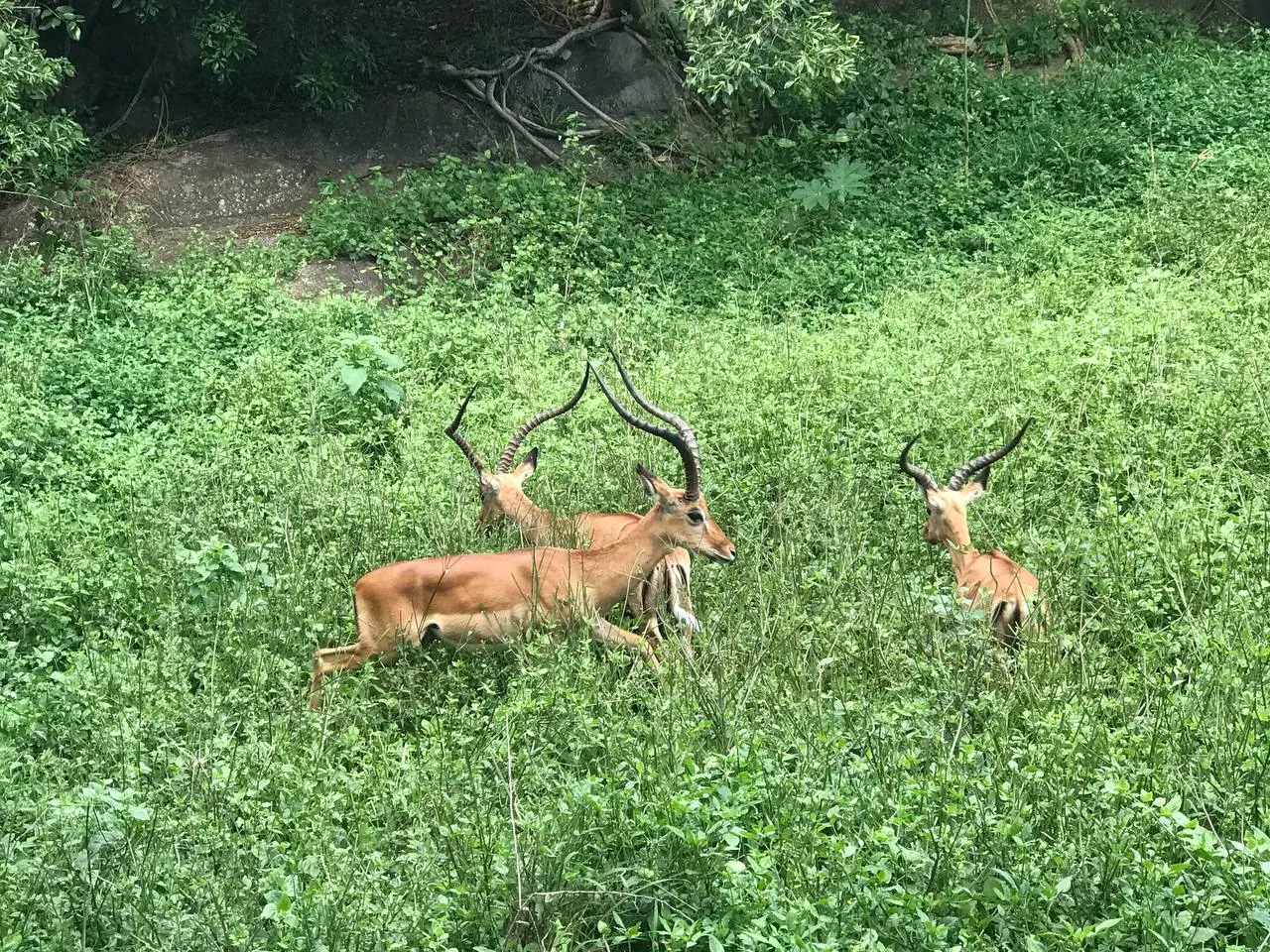 Saanane Island National Park – photo 26