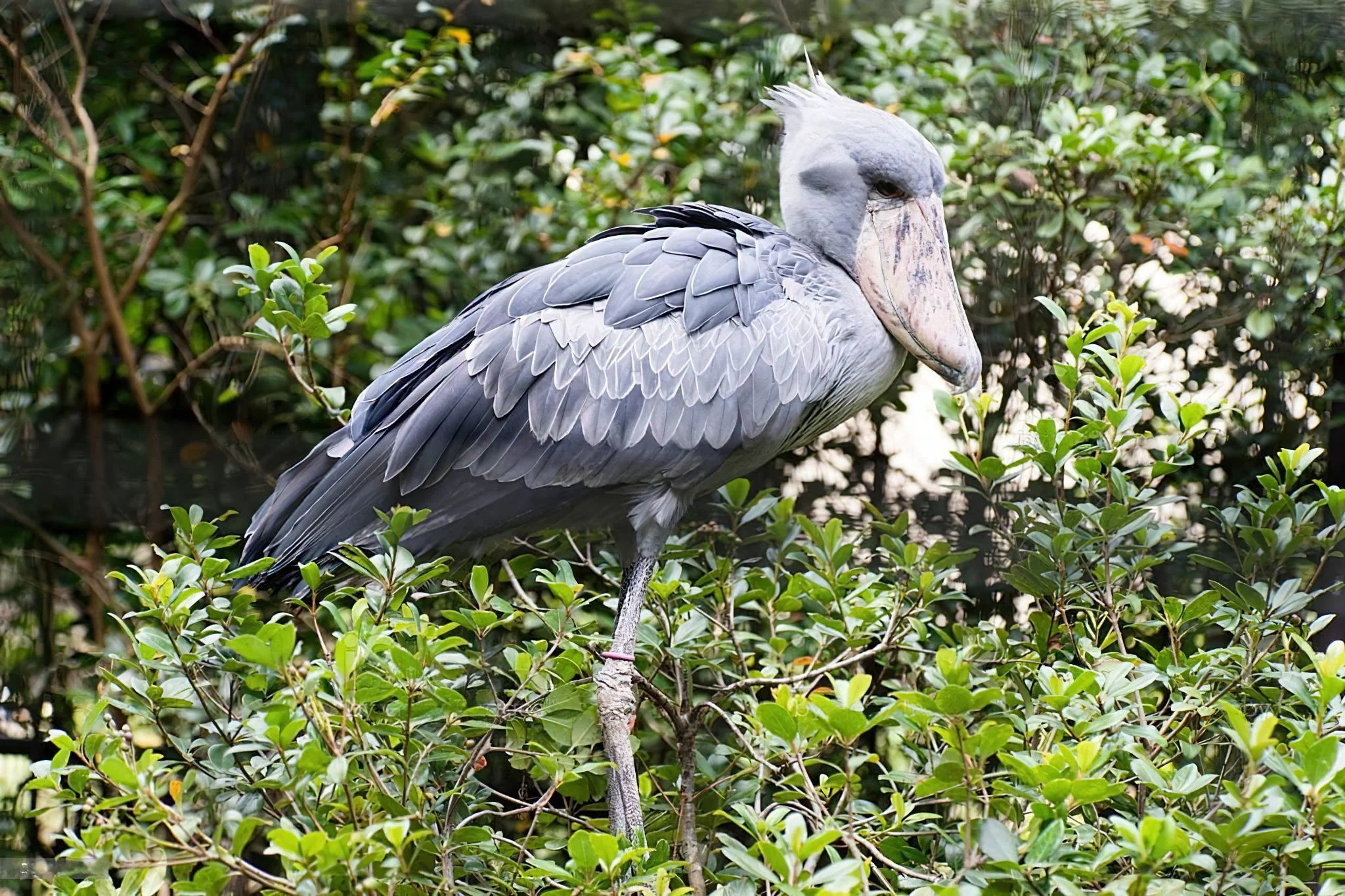 Burigi-Chato National Park – photo 12