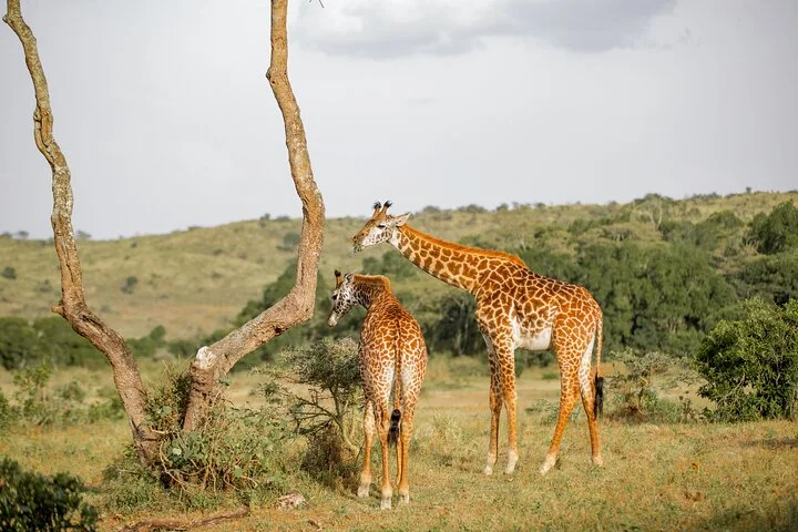 Saadani National Park – photo 11
