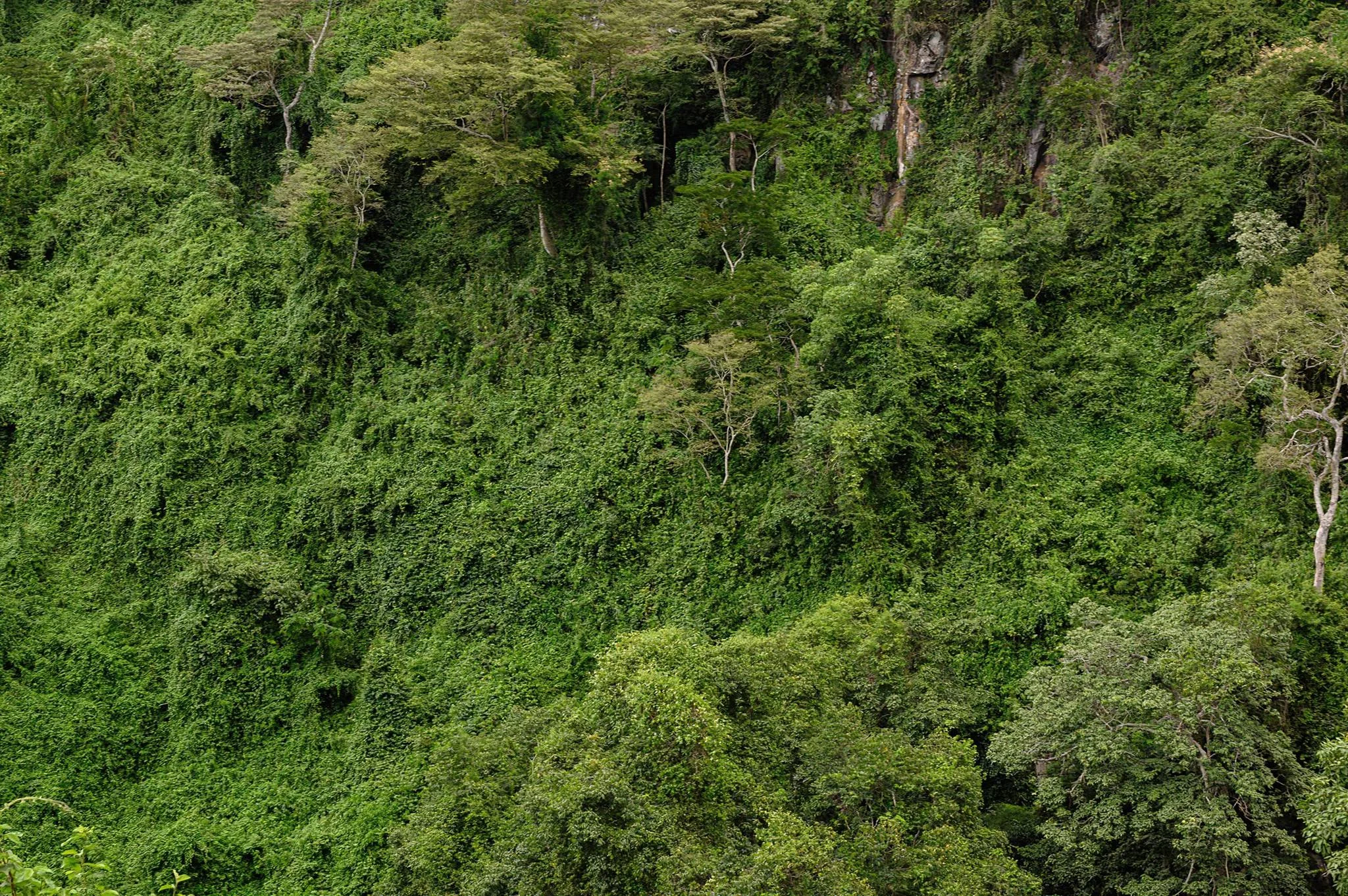 Ngorongoro Northern Highland Forest Reserve – photo 12