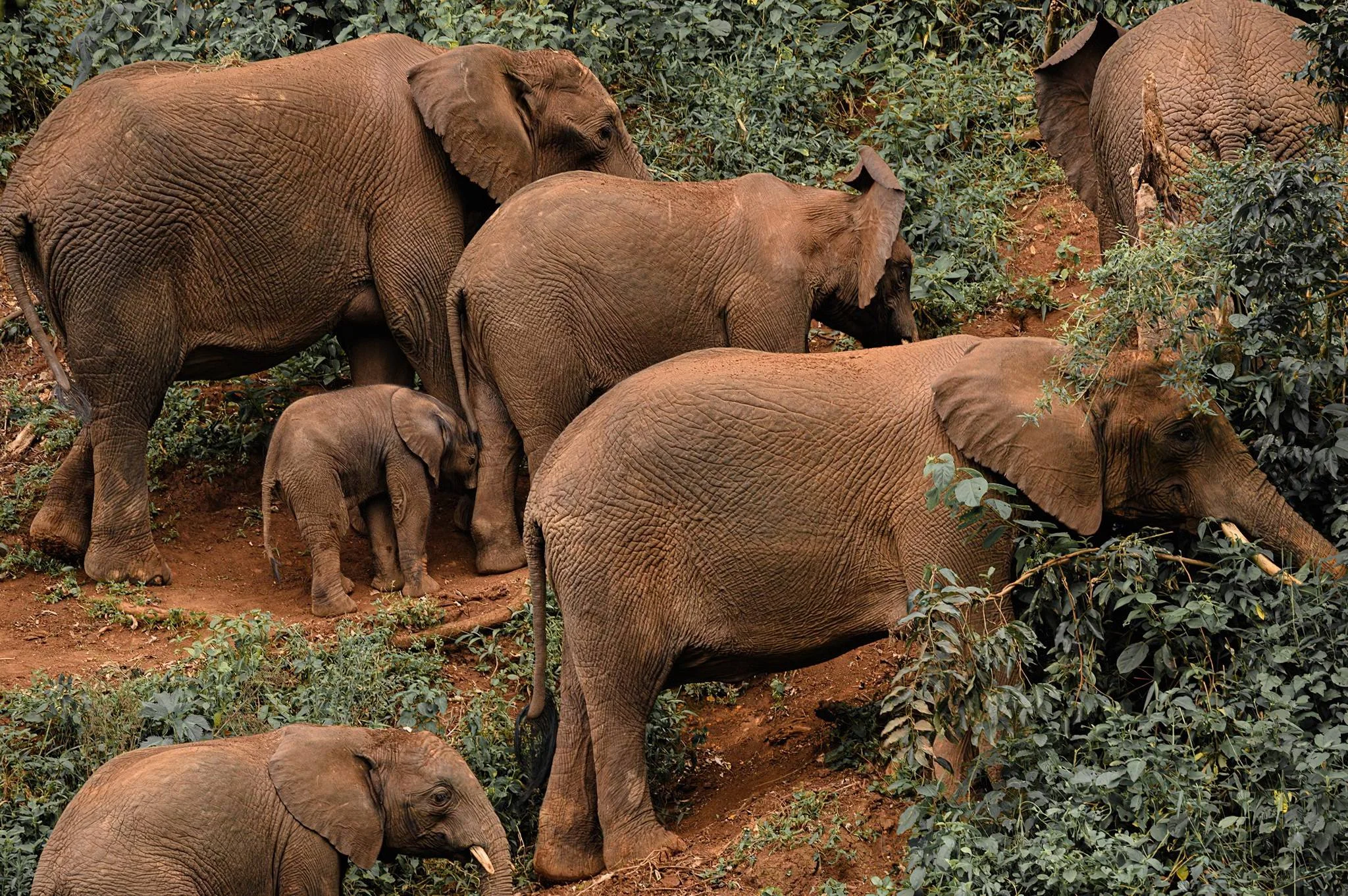 Ngorongoro Northern Highland Forest Reserve – photo 9
