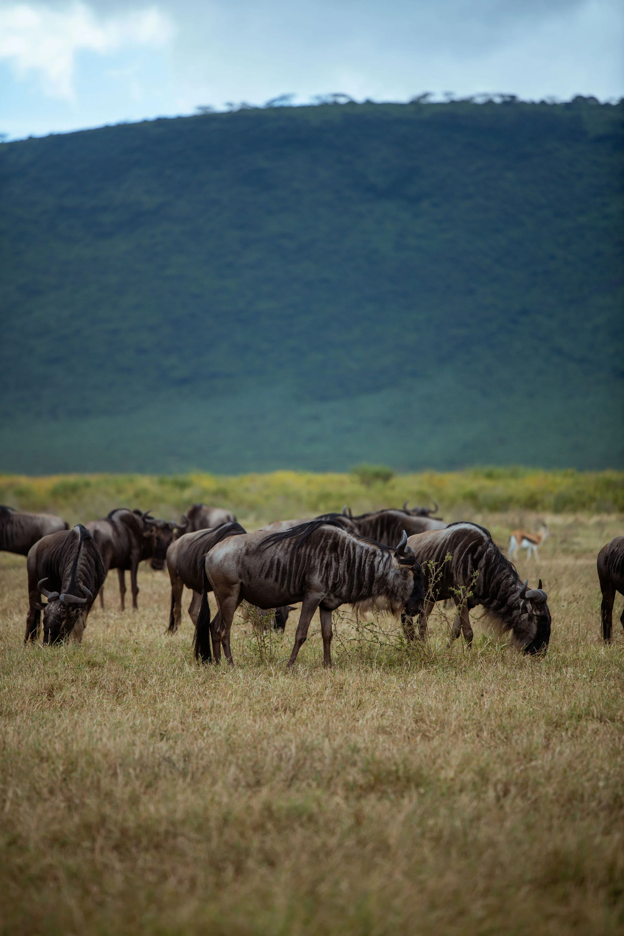 Ngorongoro Conservation Area