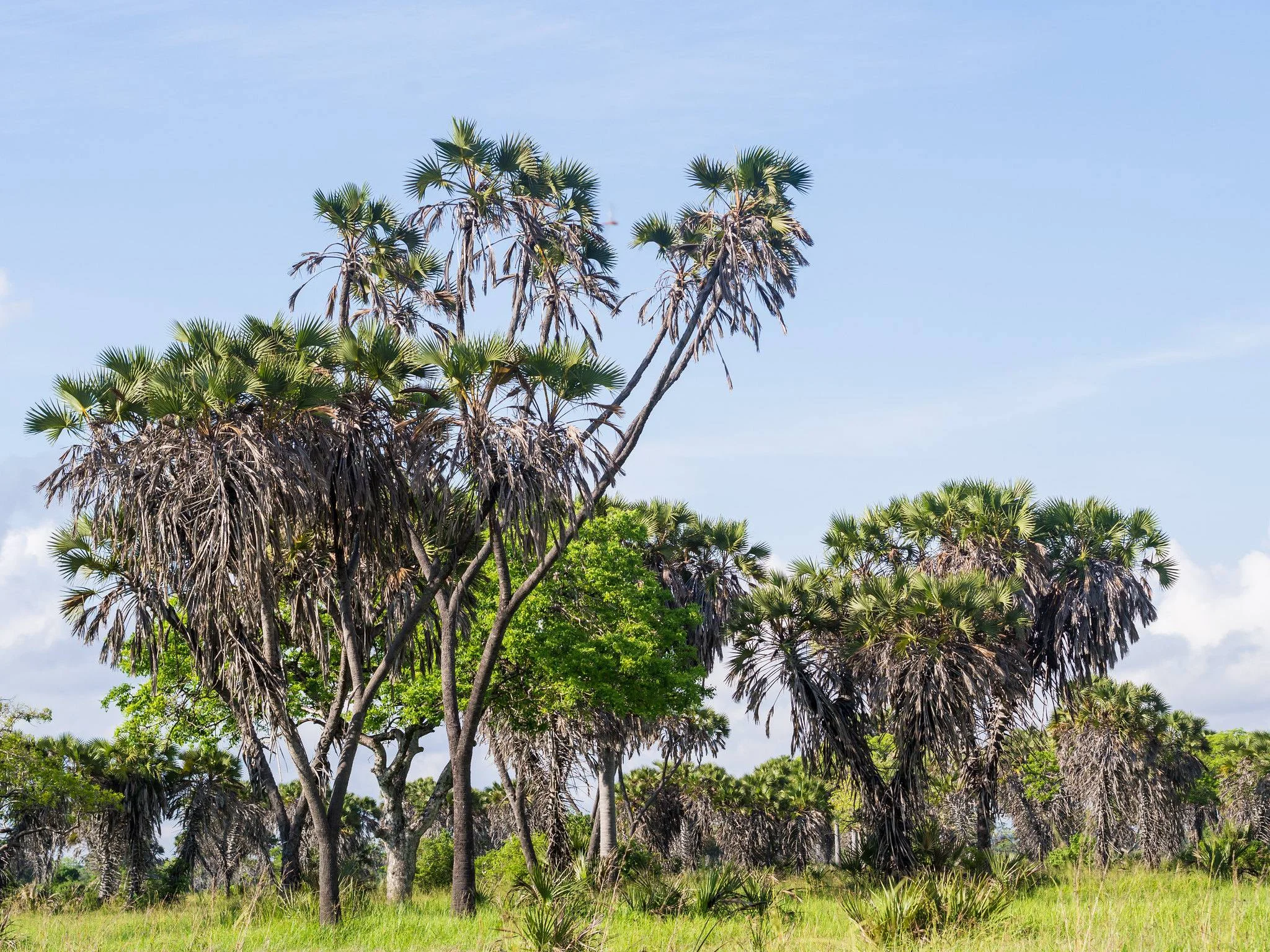Saadani National Park – photo 37