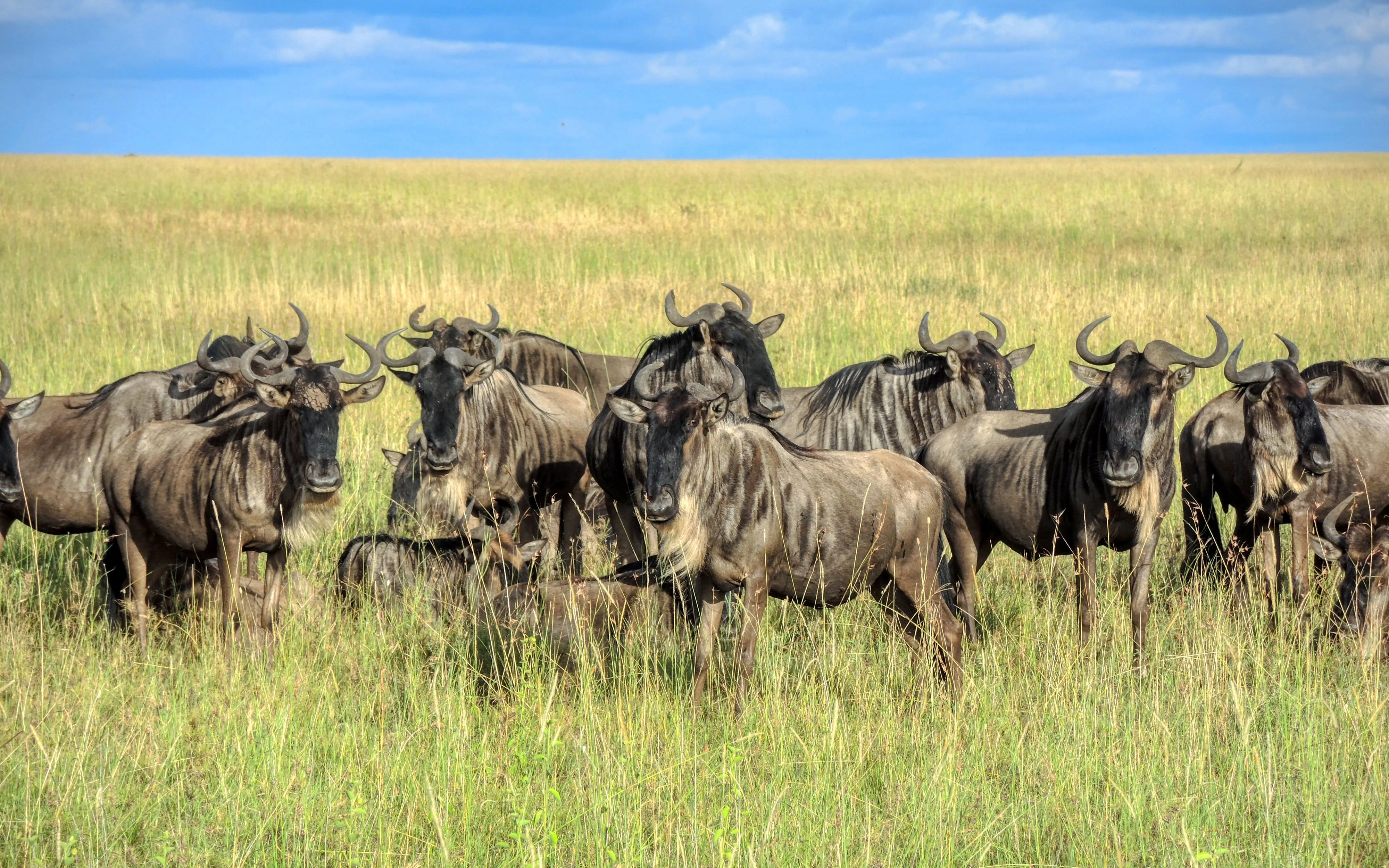 North Serengeti