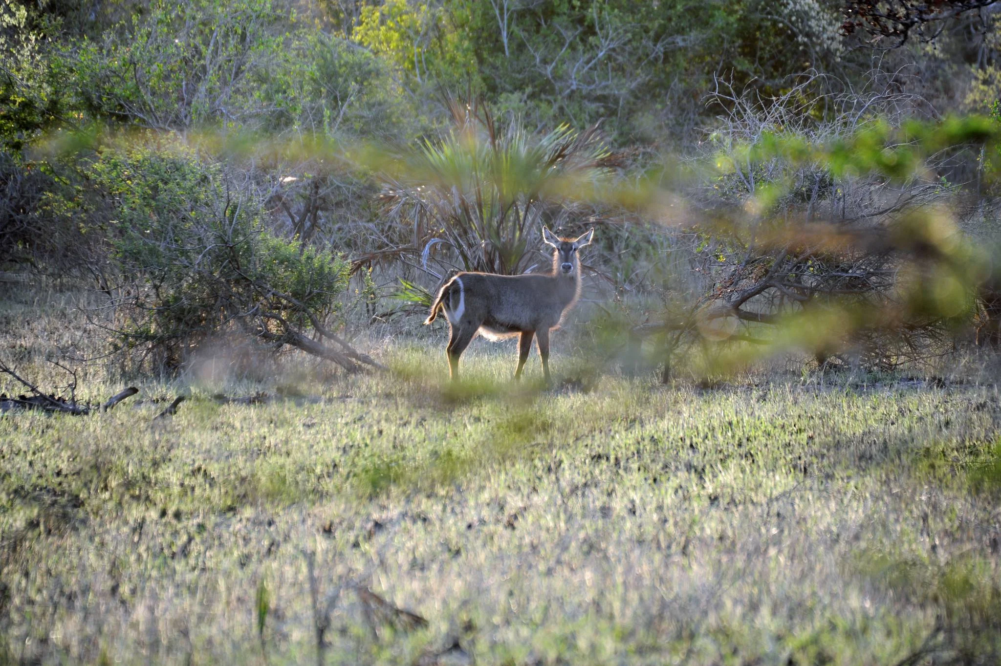 Saadani National Park – photo 30