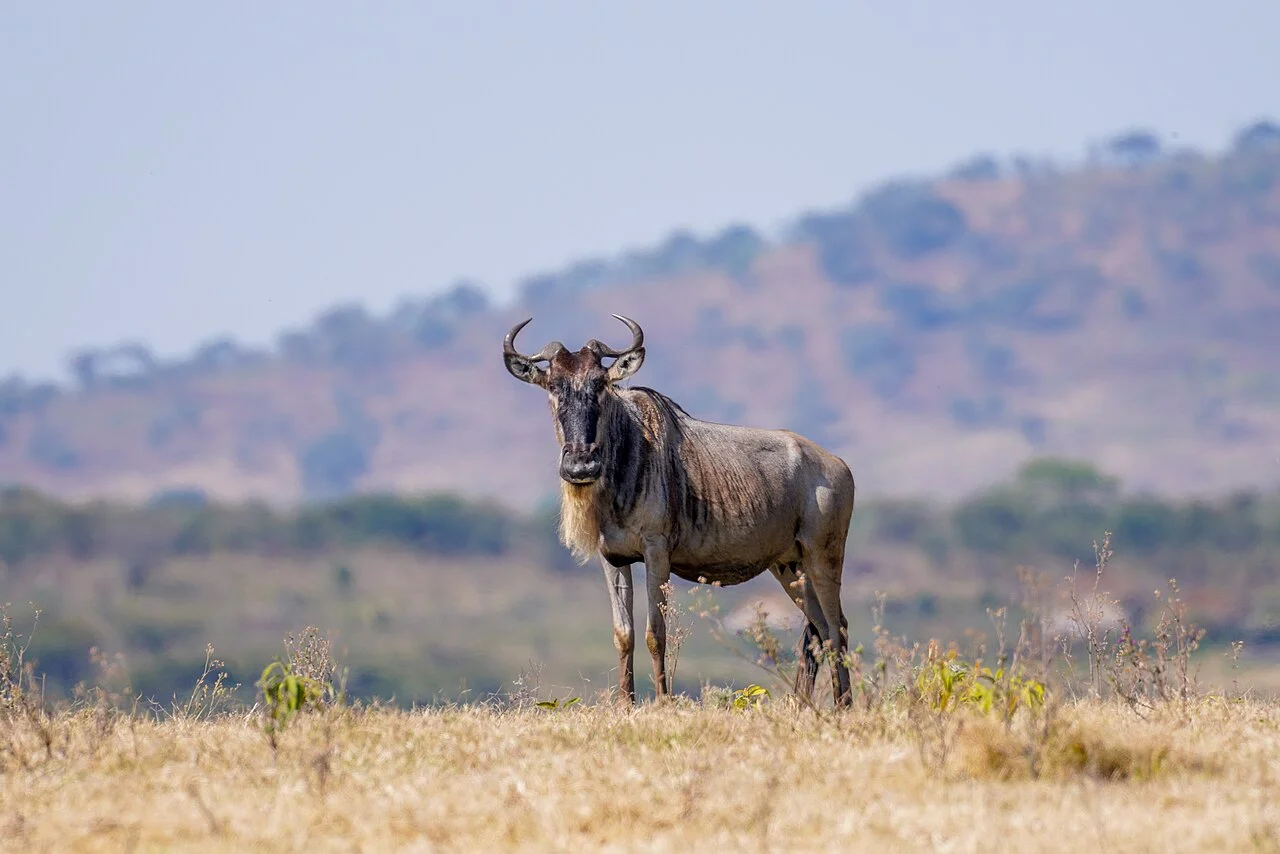 North Serengeti