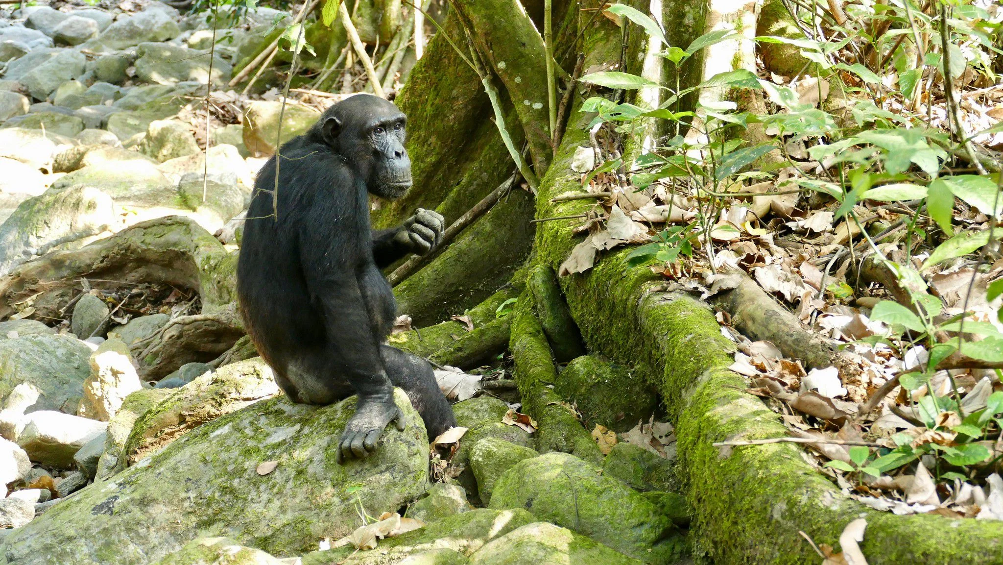 Mahale Mountains National Park – photo 19