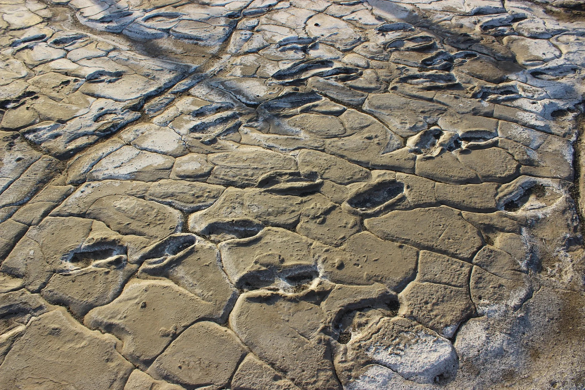 Prehistoric human footprints preserved in dried mud flat terrain at Engaresero near Lake Natron, Tanzania.