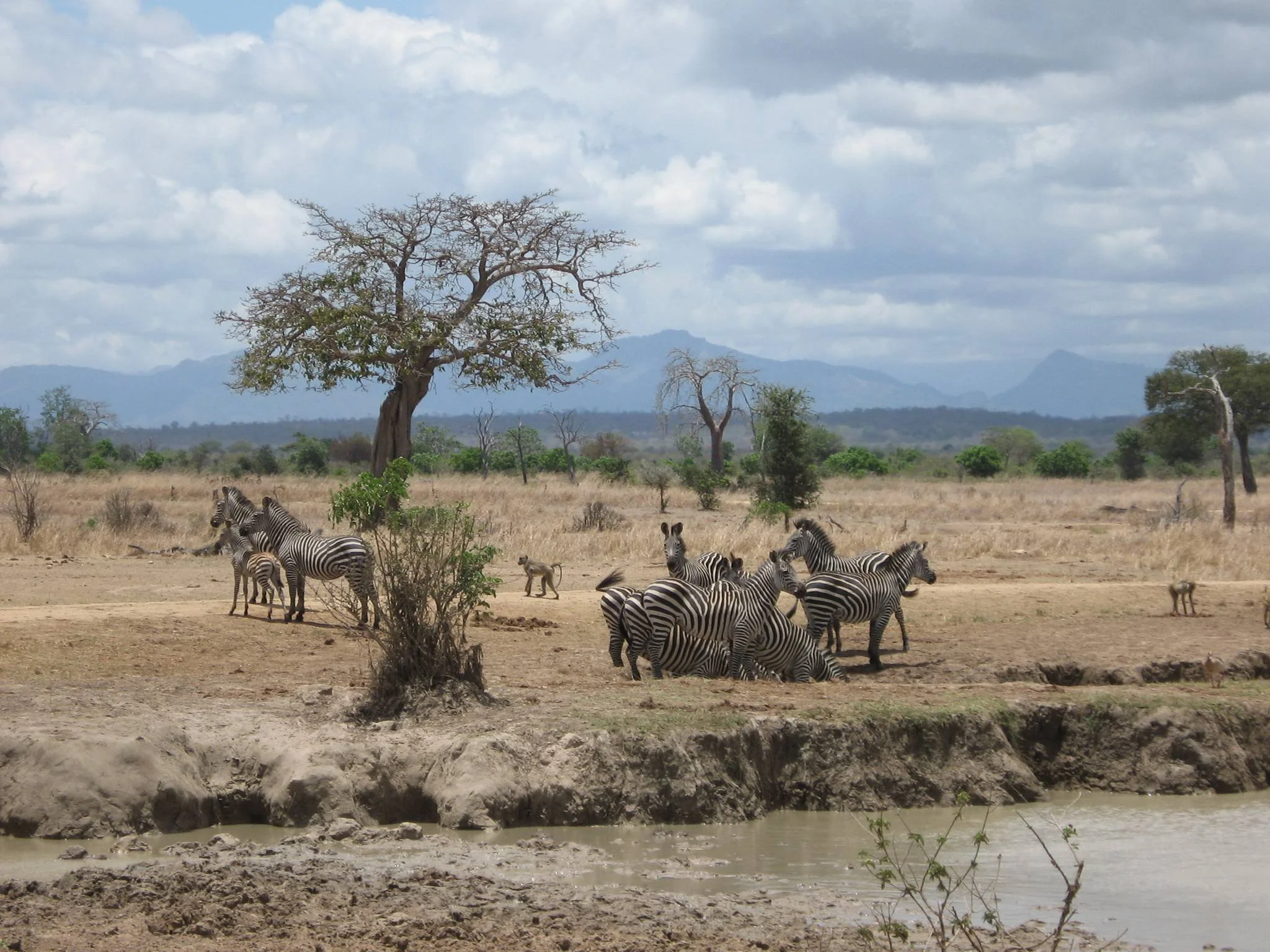 Mikumi National Park – photo 5