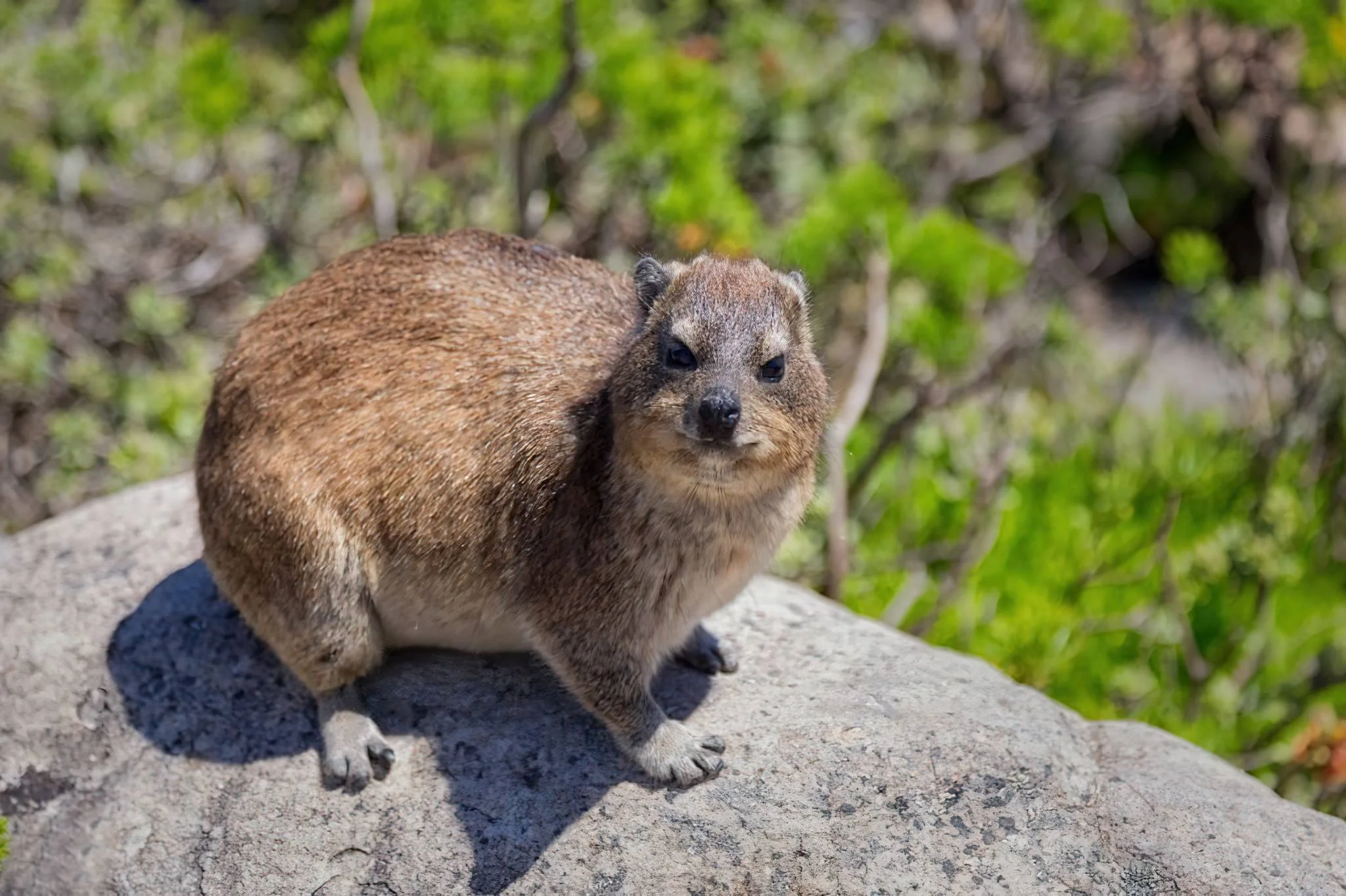 Saanane Island National Park – photo 18