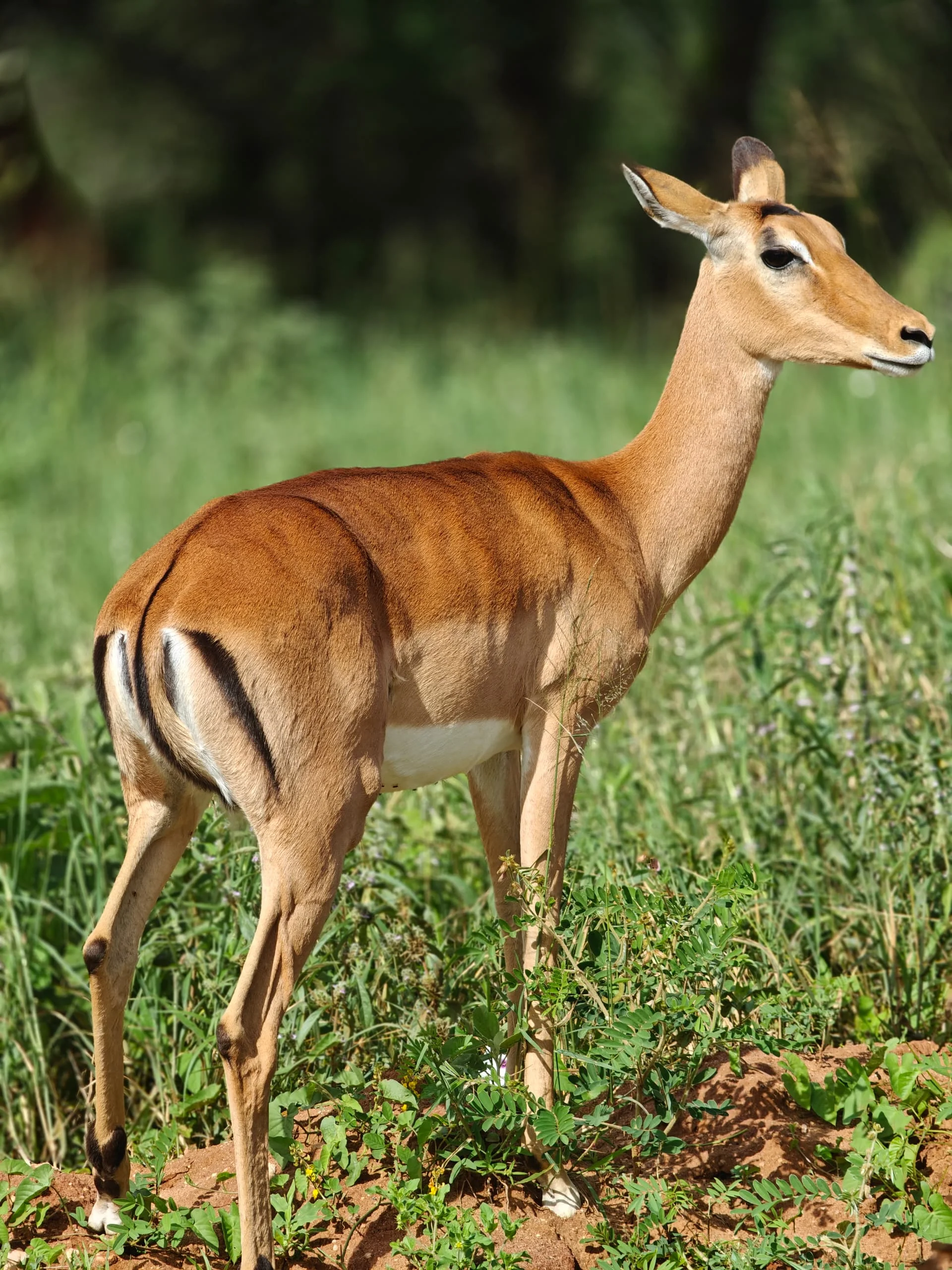 Central Serengeti