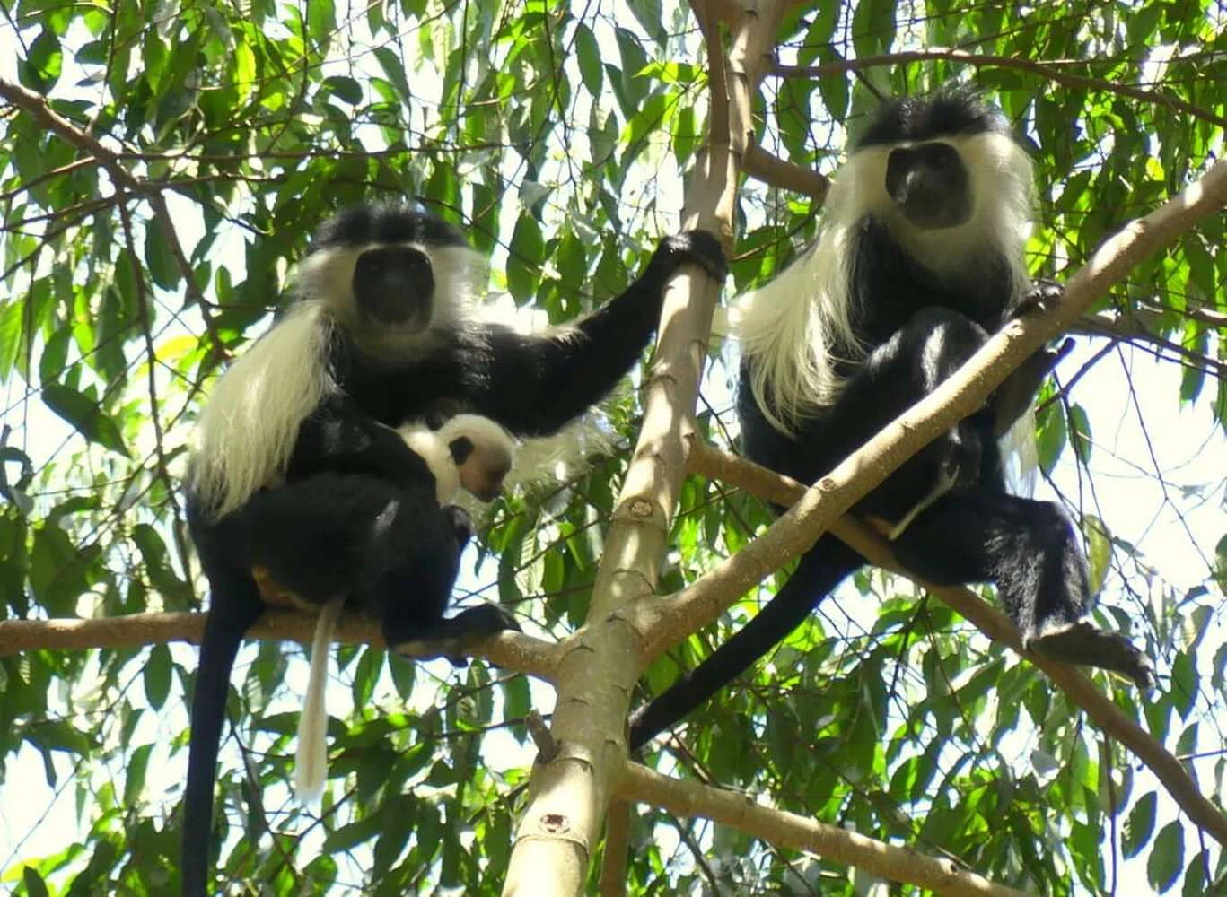 Amani Nature Forest Reserves – photo 8