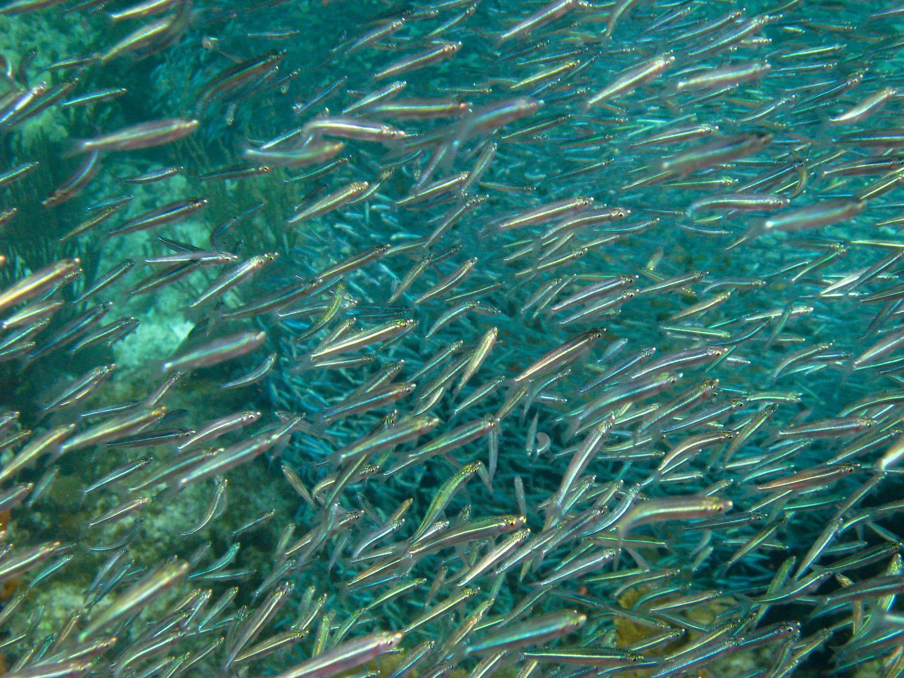 Mnemba Island Conservation Area – photo 13
