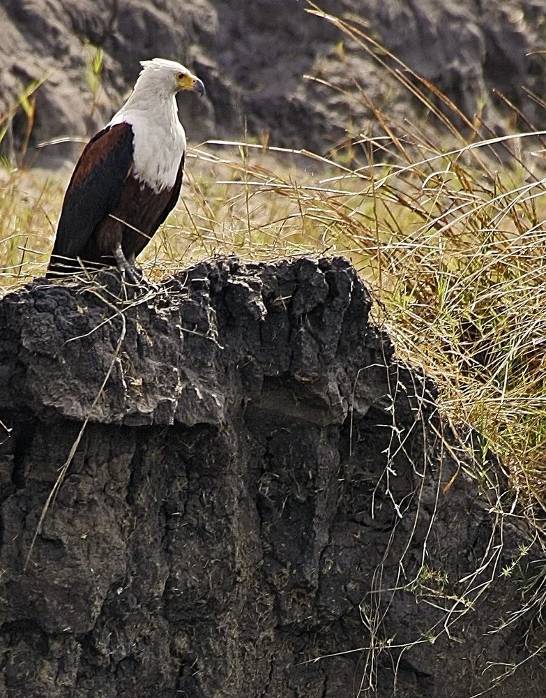 Katavi National Park – photo 9
