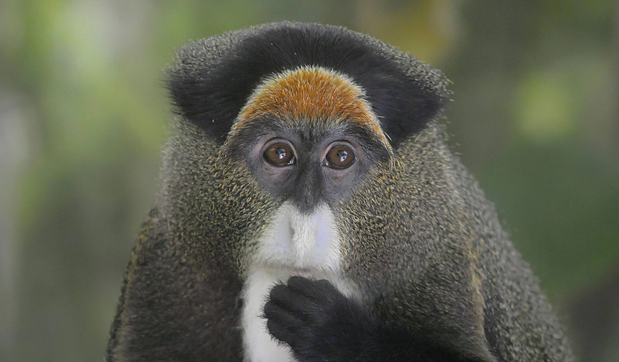 Saanane Island National Park – photo 9