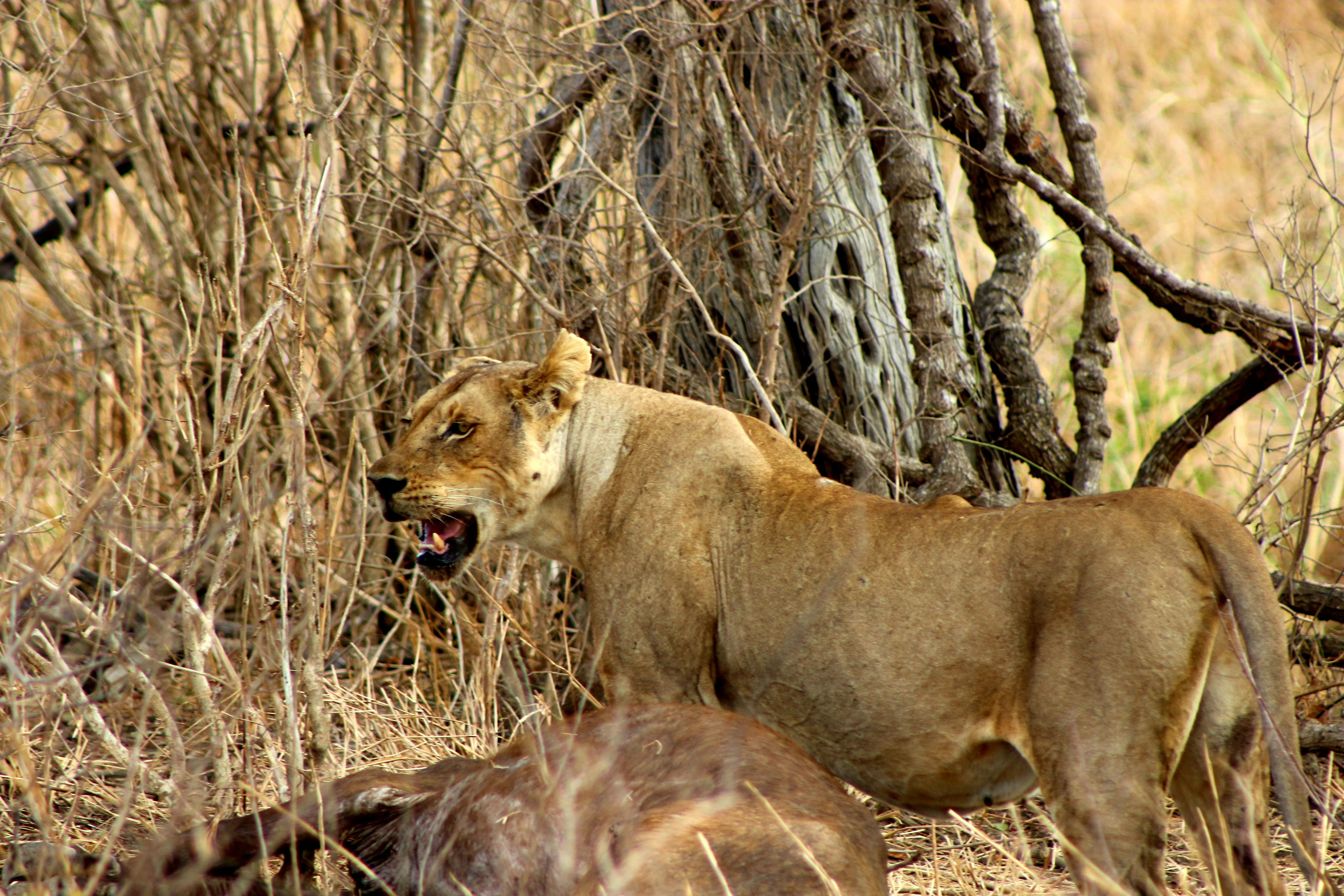Mikumi National Park – photo 13