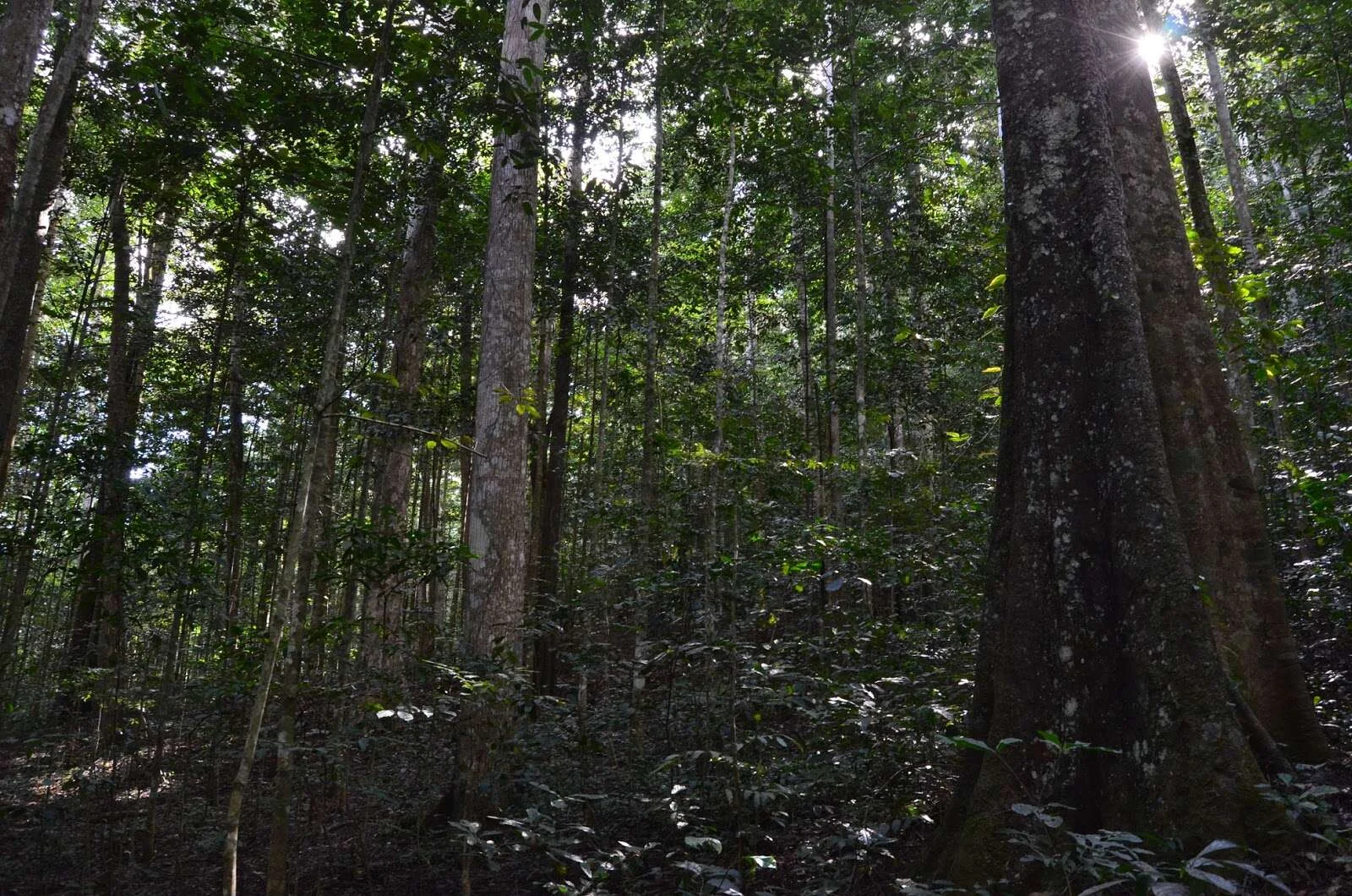 Amani Nature Forest Reserves – photo 11