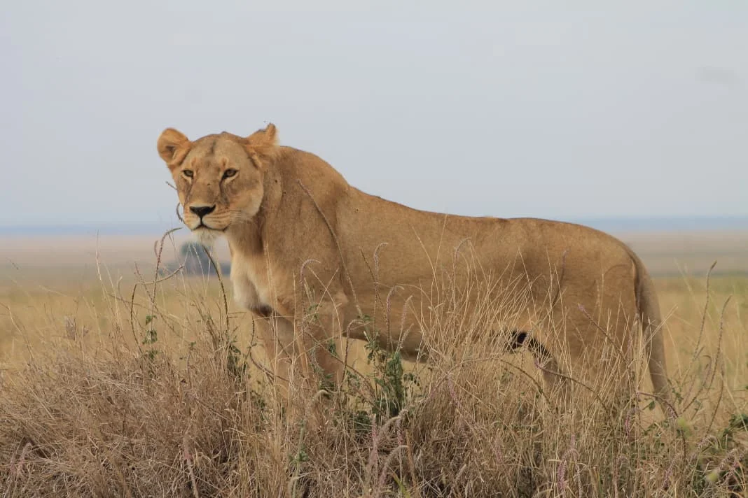 Serengeti National Park