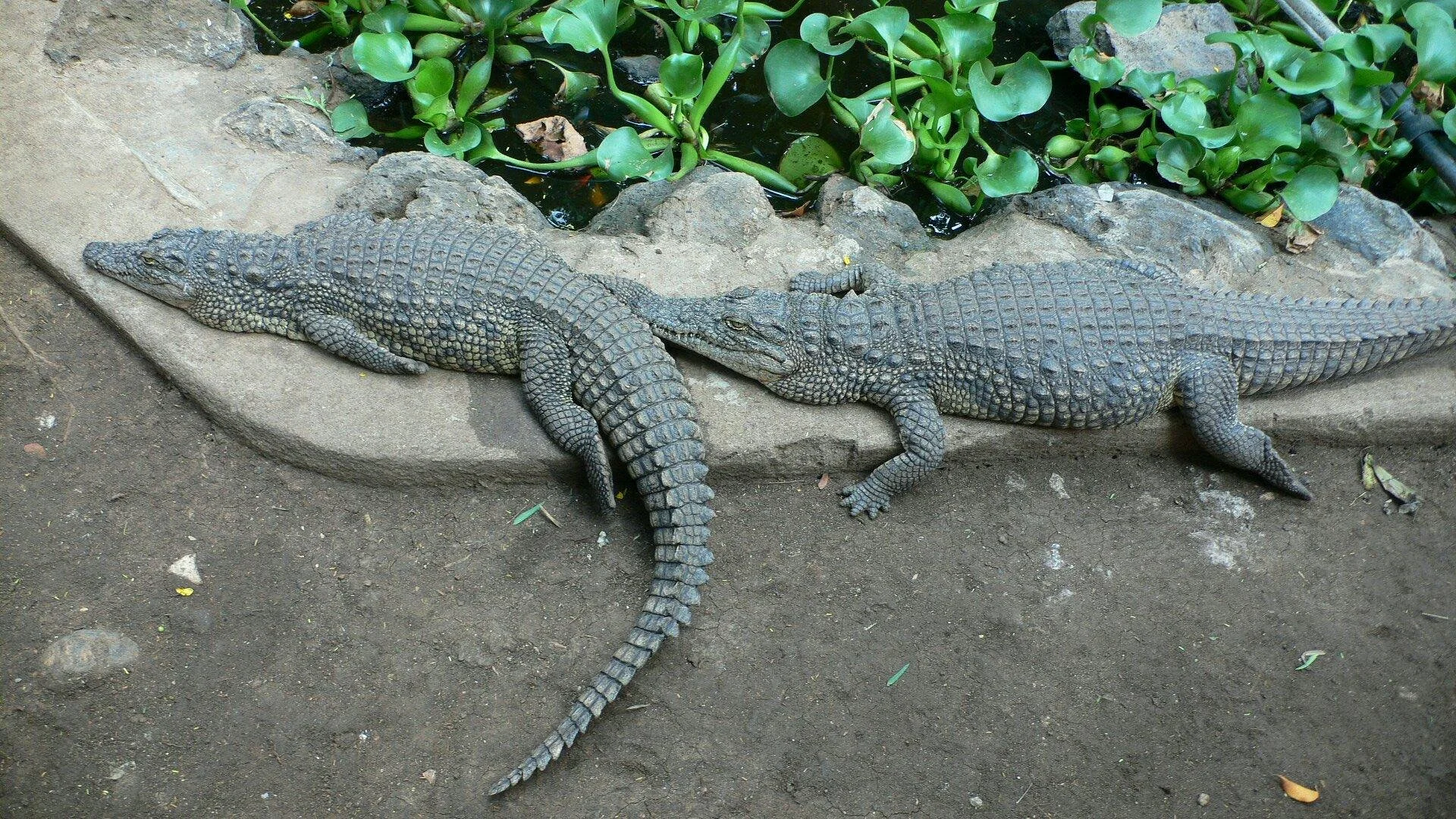 Arusha Snake Park – photo 39