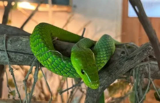 Arusha Snake Park – photo 3