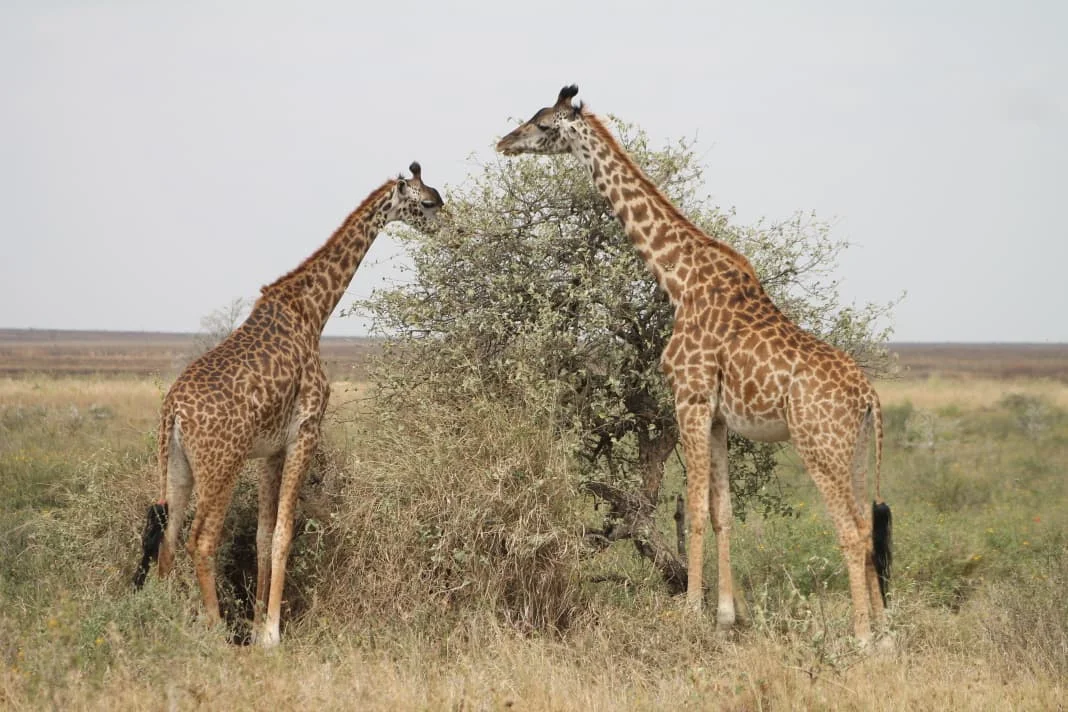 Central Serengeti