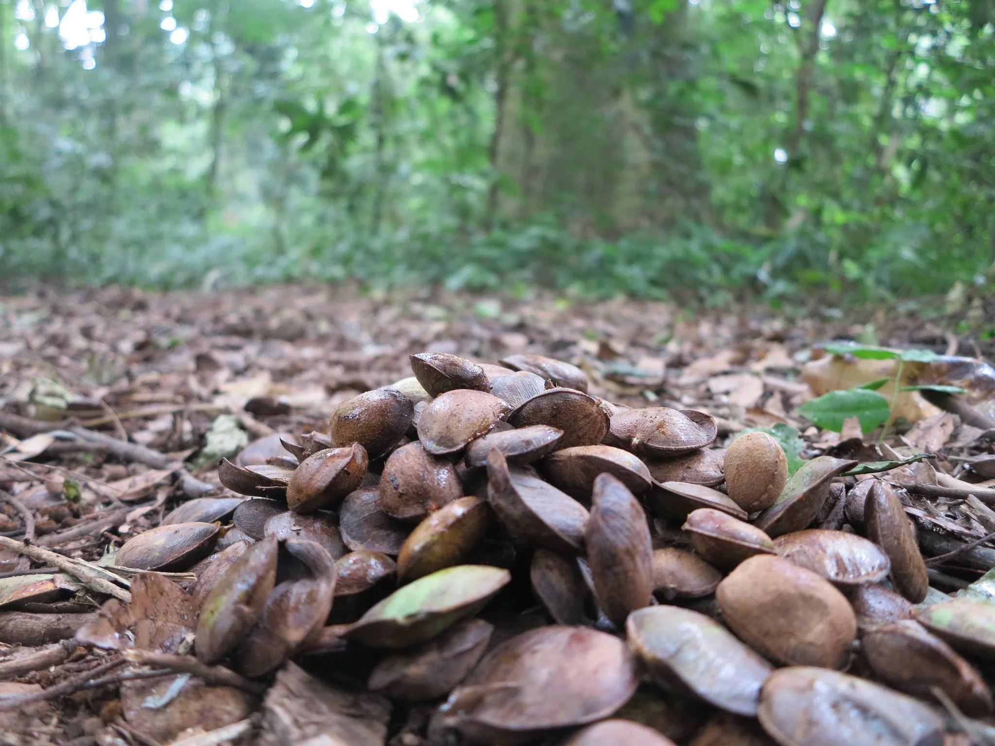 Rau Nature Forest Reserve – photo 16