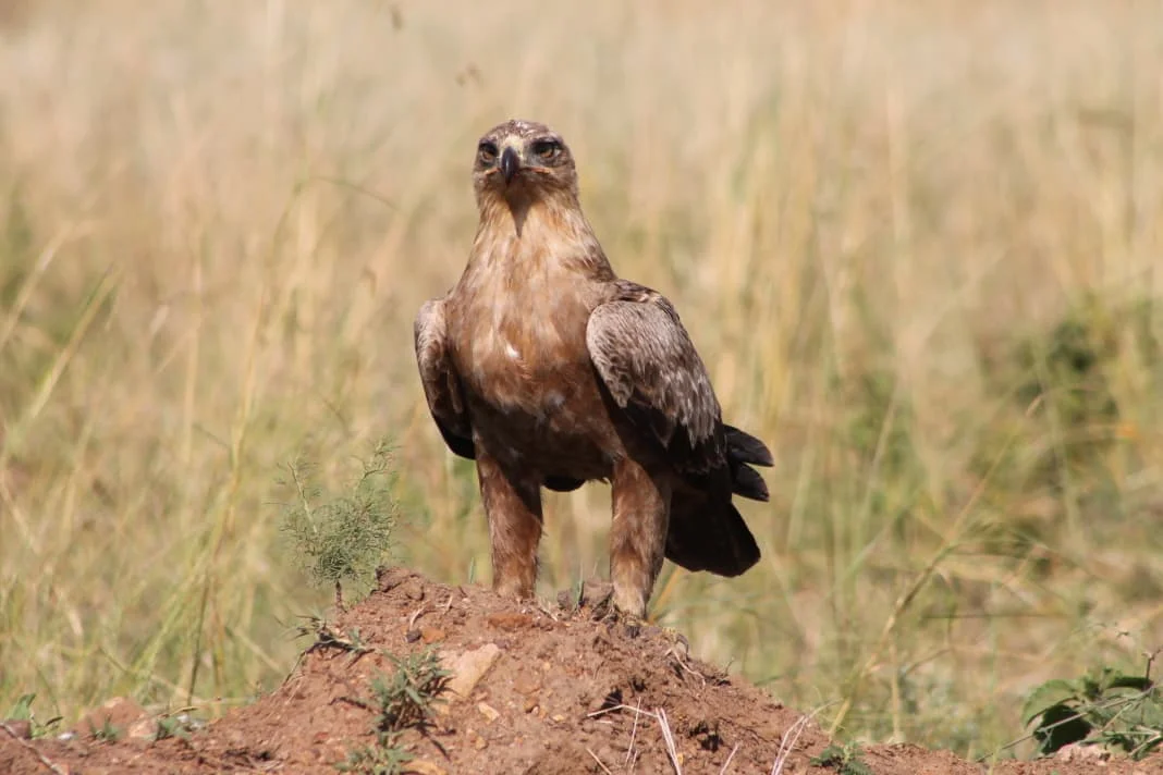 Serengeti National Park