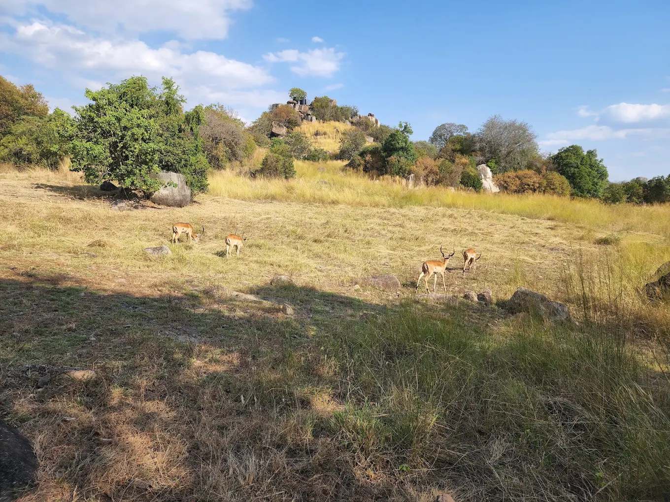 Saanane Island National Park – photo 16