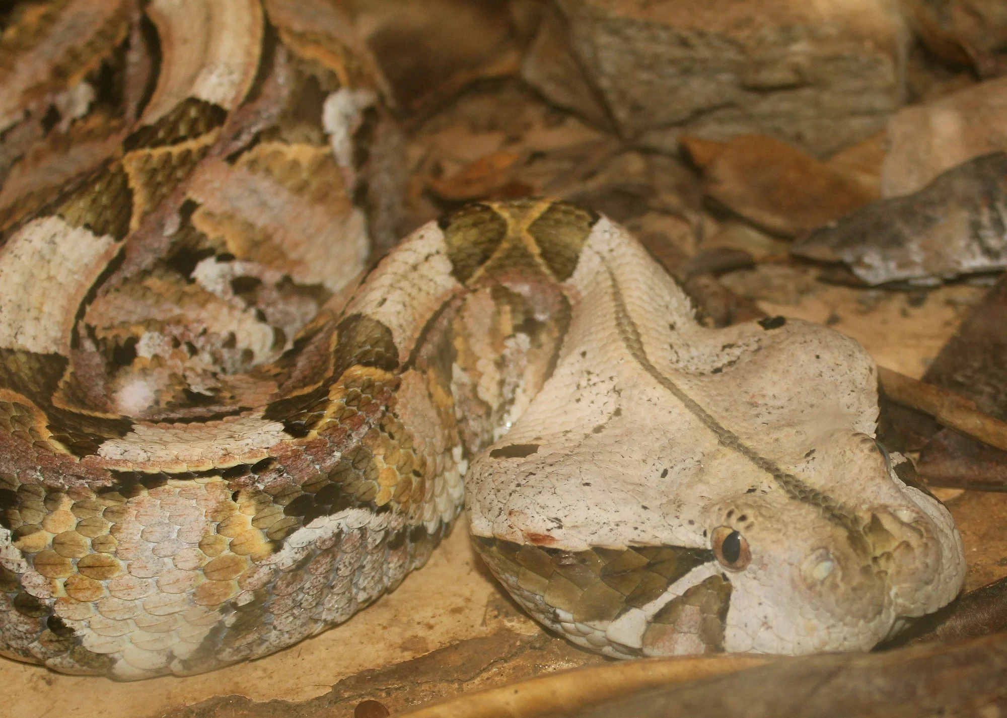 Arusha Snake Park – photo 31
