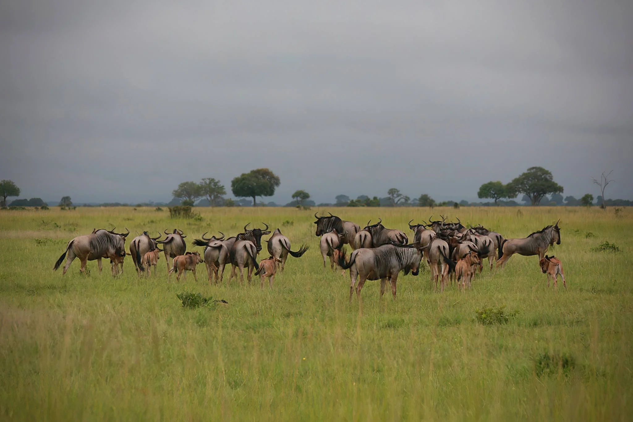 Mikumi National Park