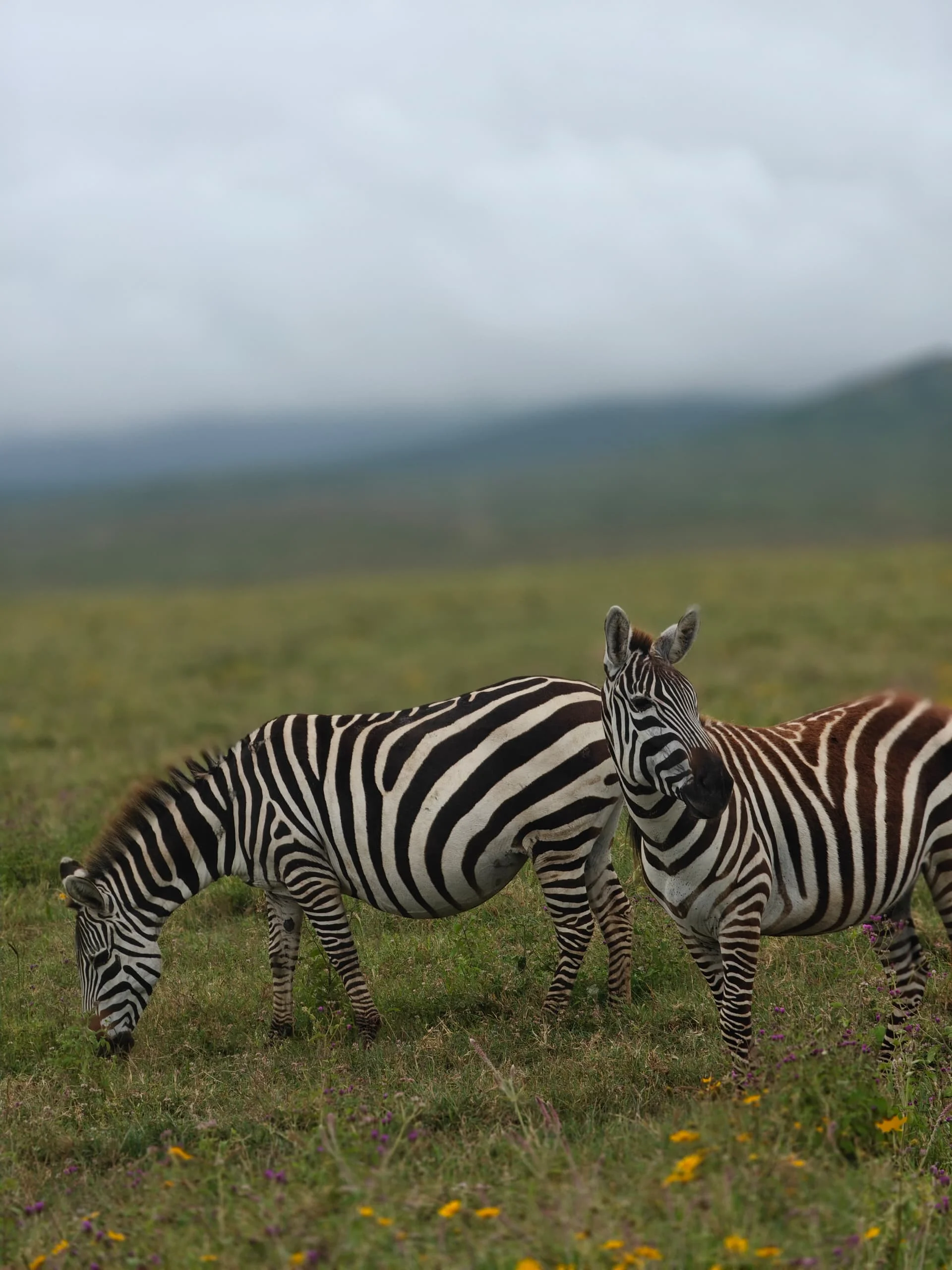 Central Serengeti